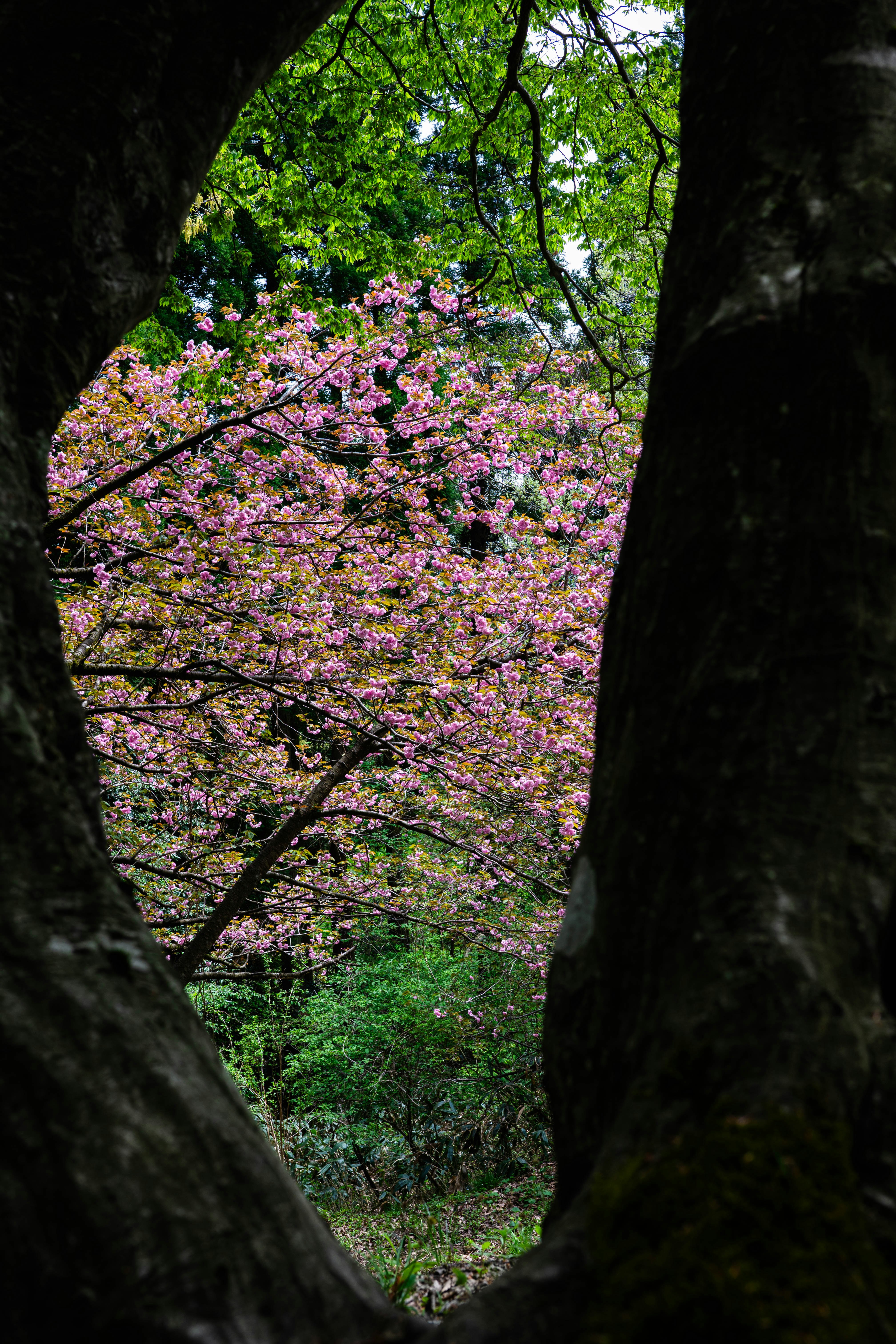 八重桜が咲く木々の花景色を木の幹の間から望む