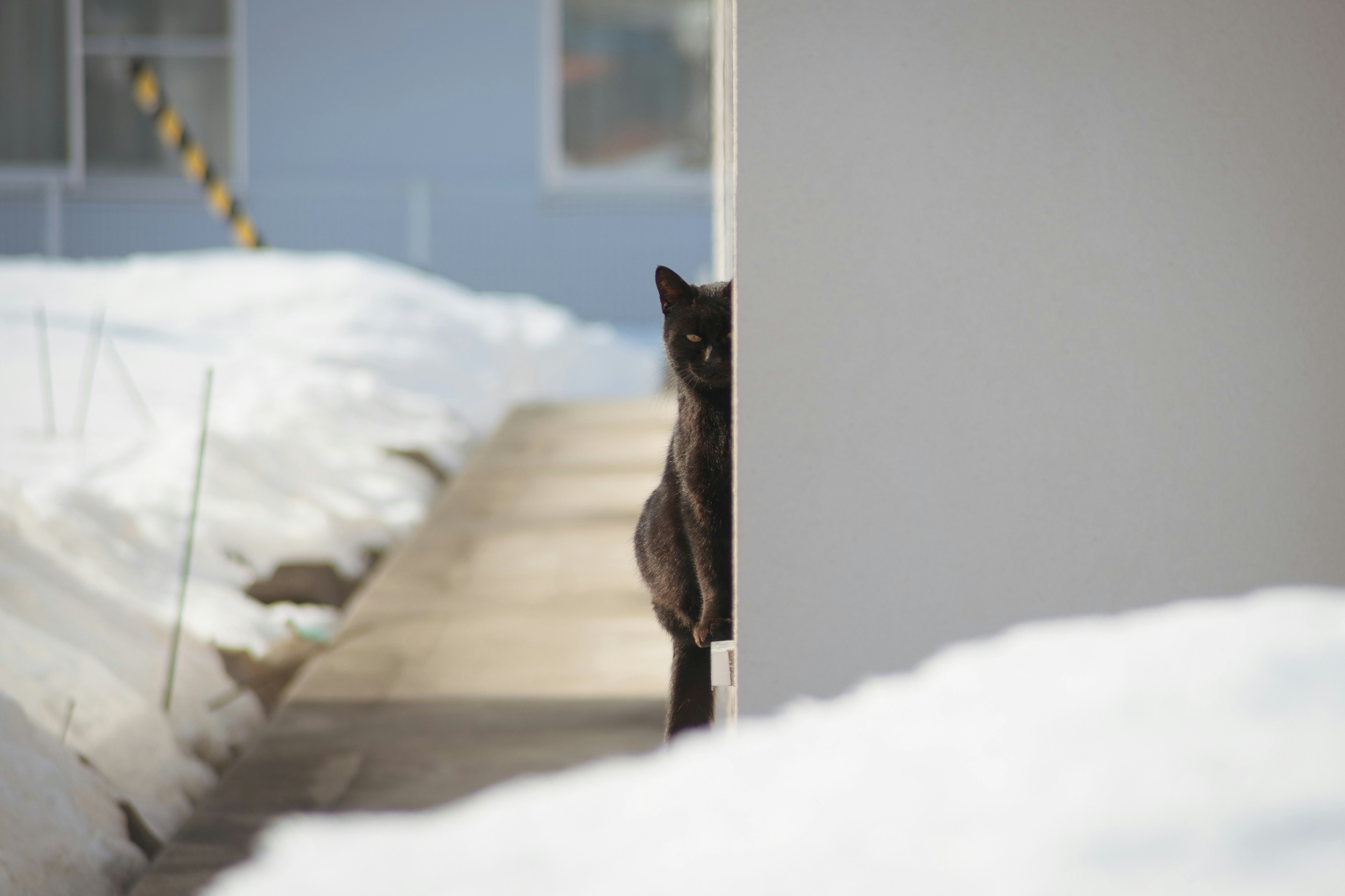 窓枠に座って日向ぼっこする猫と白いカーテンの隙間