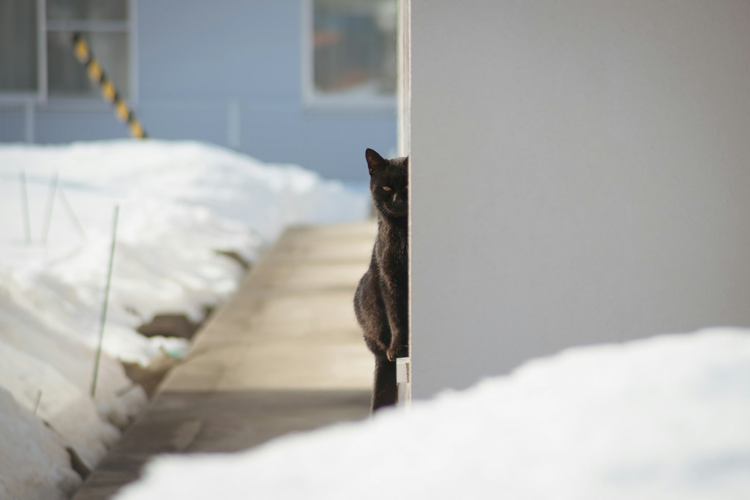 Gatto nero che sbircia dietro un muro nella neve