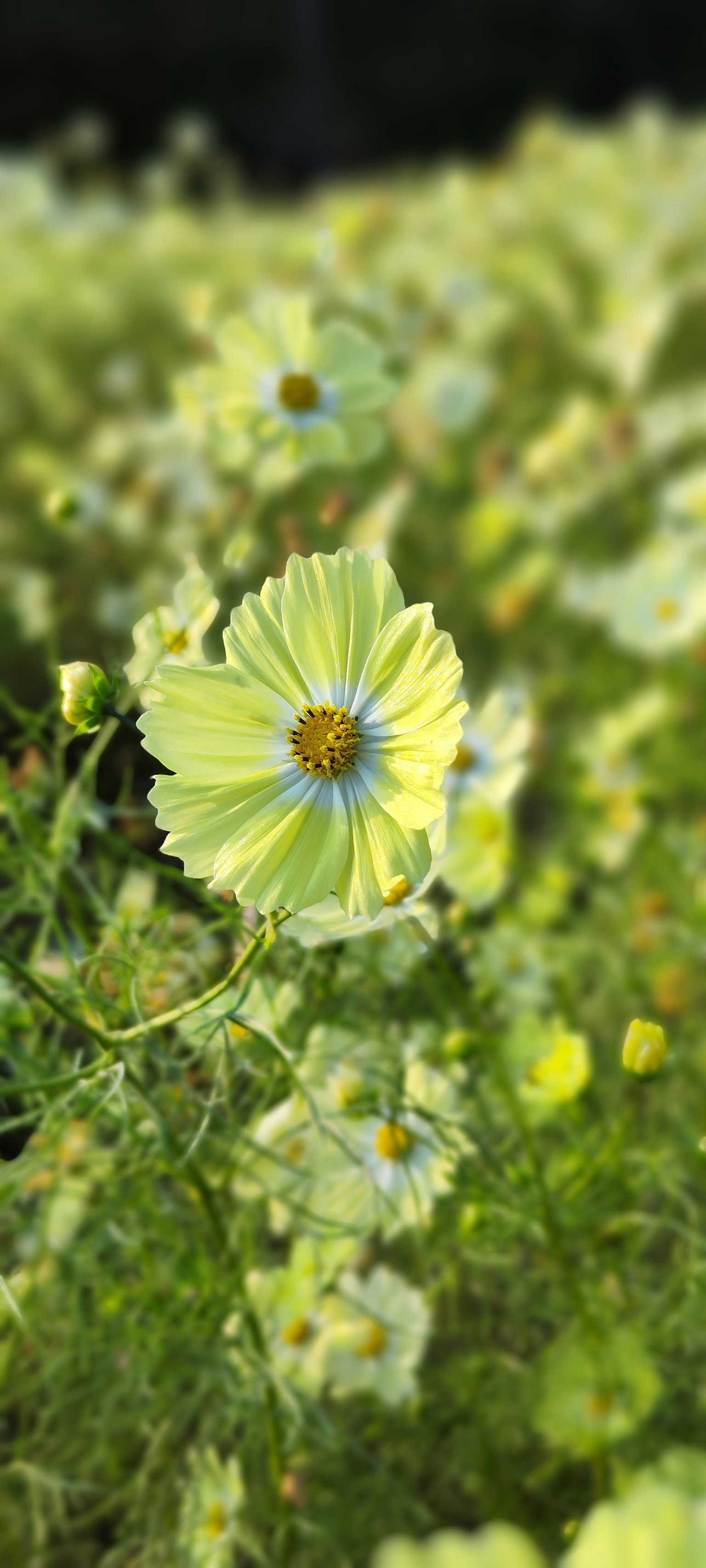 Acercamiento de una flor amarilla con fondo verde