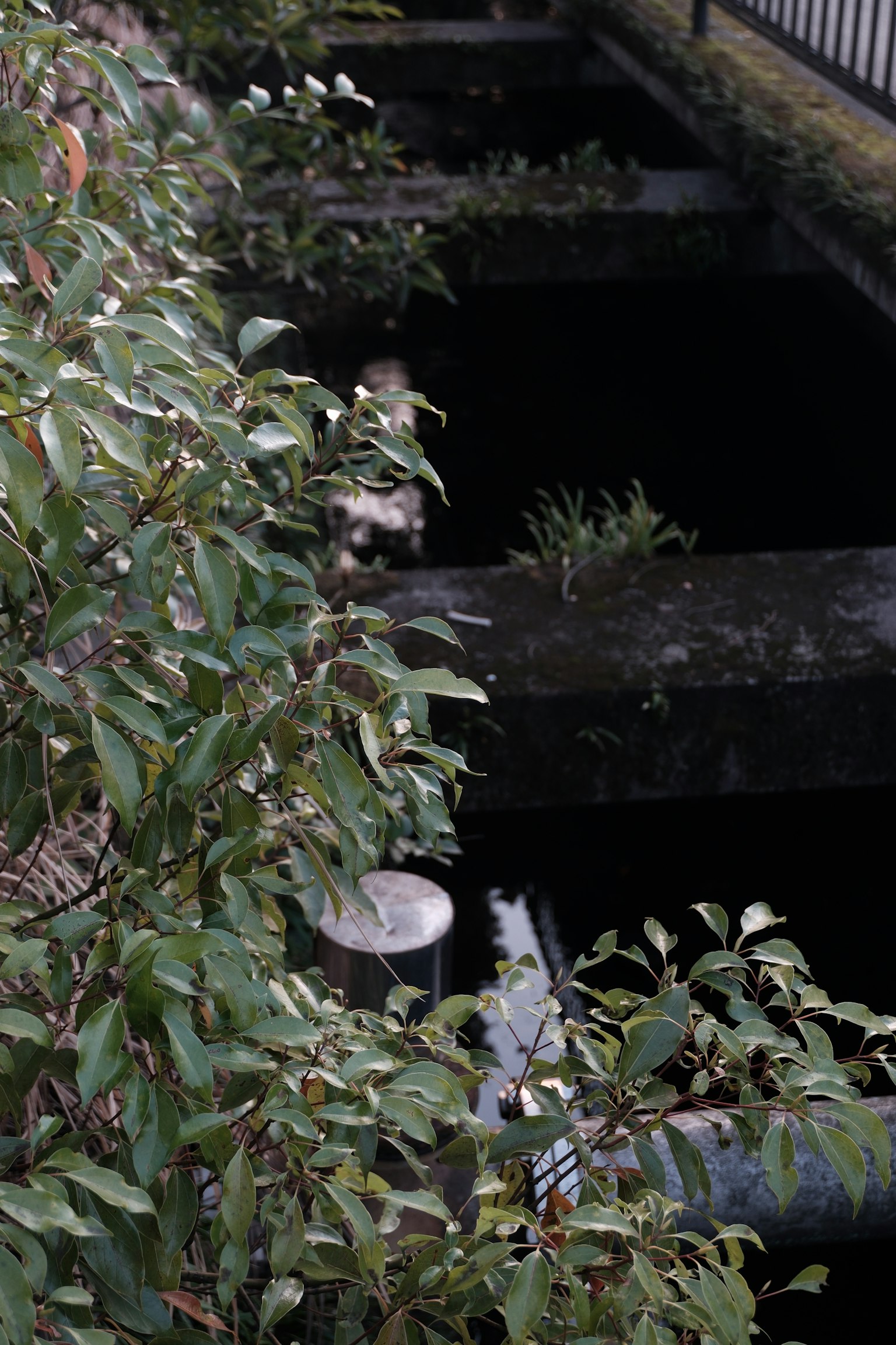 Una zona de agua oscura rodeada de hojas verdes y losas de concreto