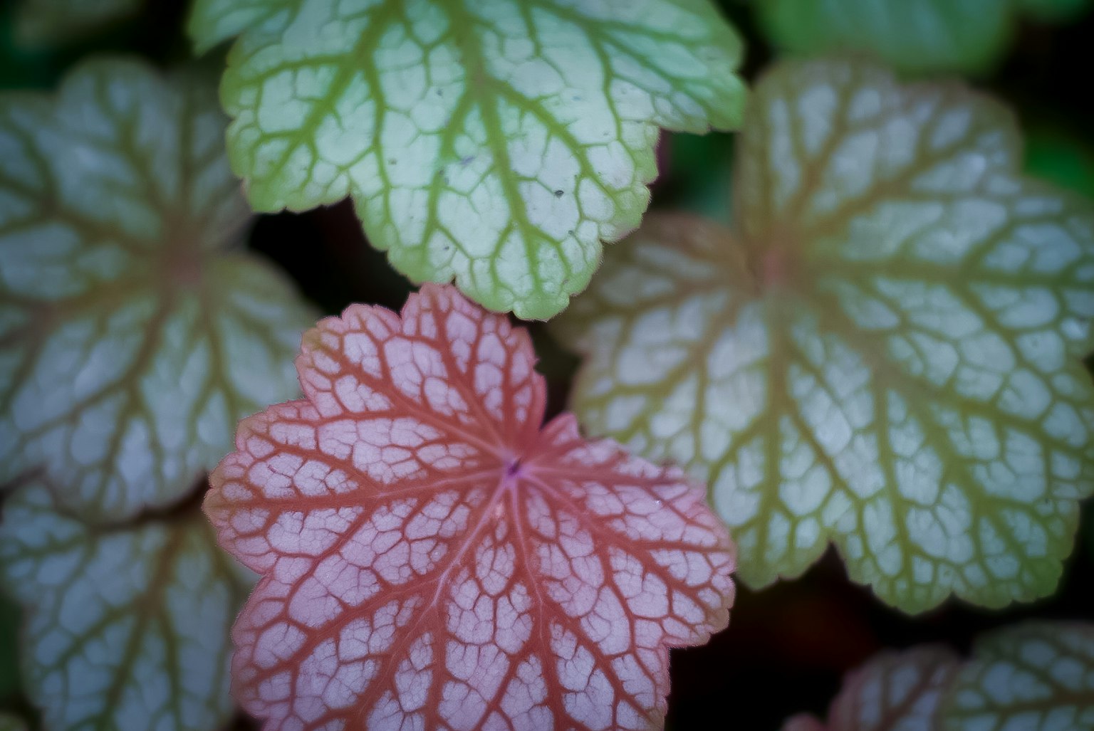 Primo piano di foglie colorate con venature prominenti