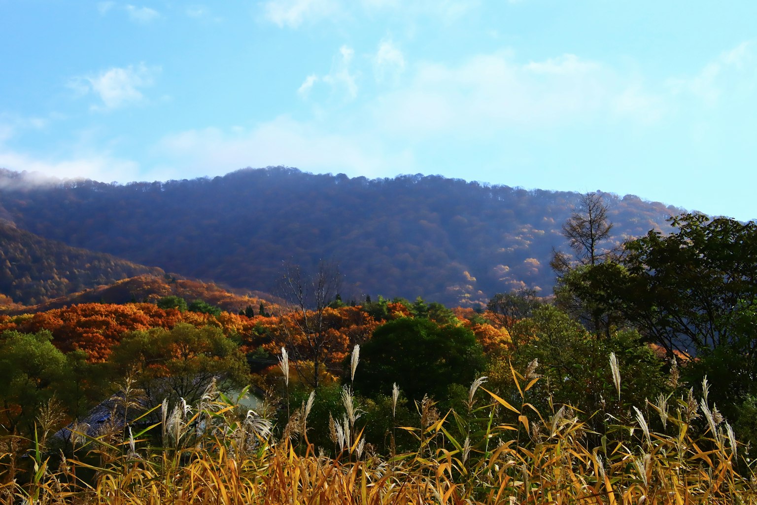 秋天树木的山景以及草地的前景