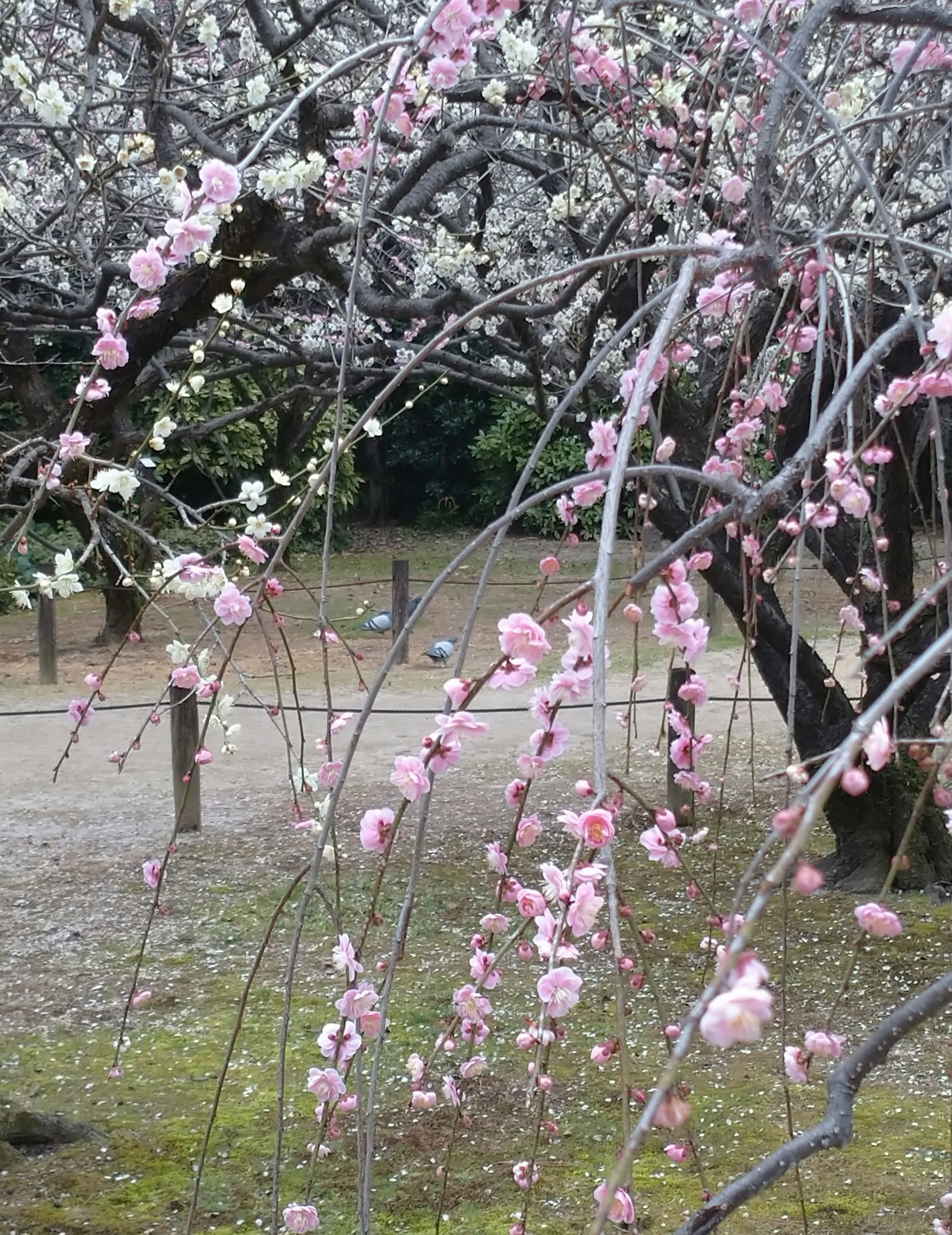 Primo piano di fiori di pruno sui rami Fiori rosa che pendono