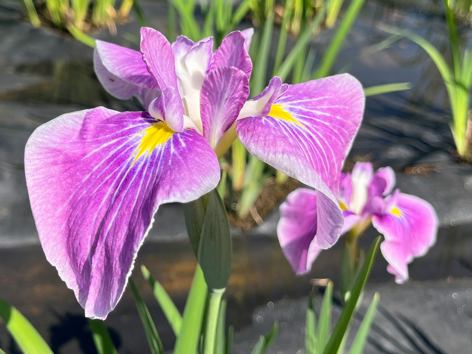 紫色花瓣和黃色圖案的鳶尾花在花園中盛開