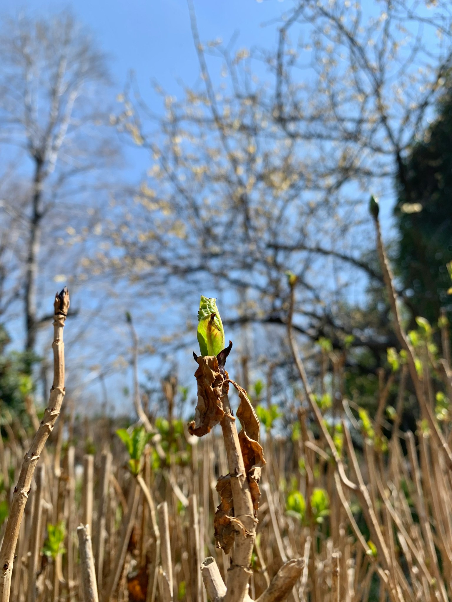 A plant tip with new green leaves emerging against a blue sky