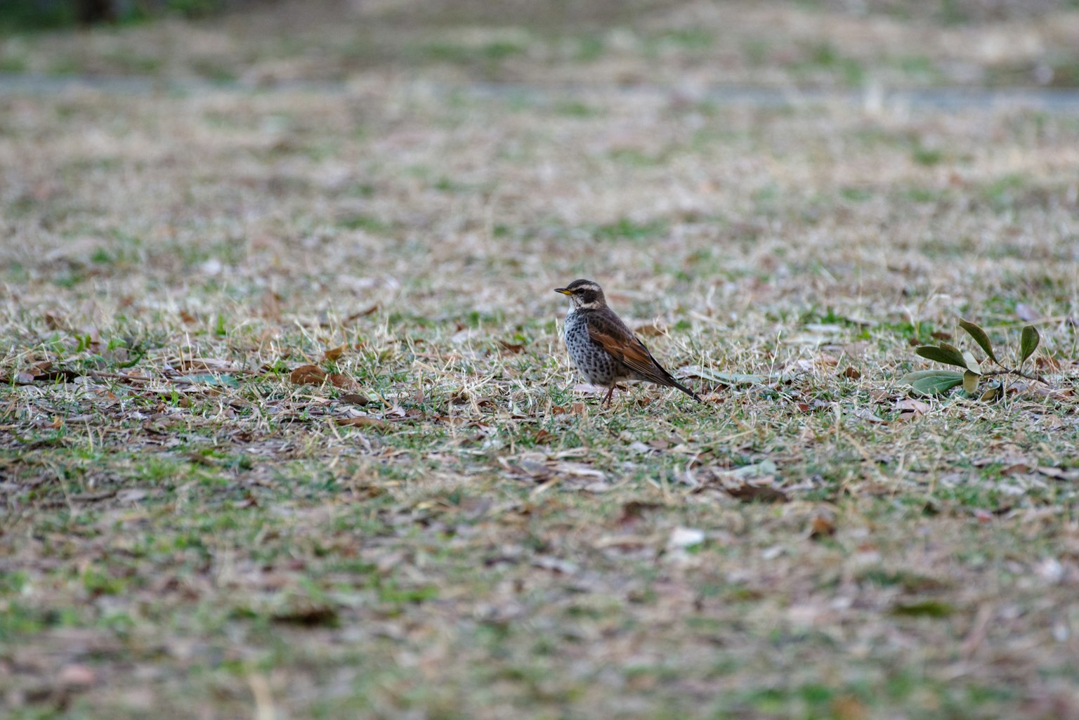 A small brown bird standing on grass