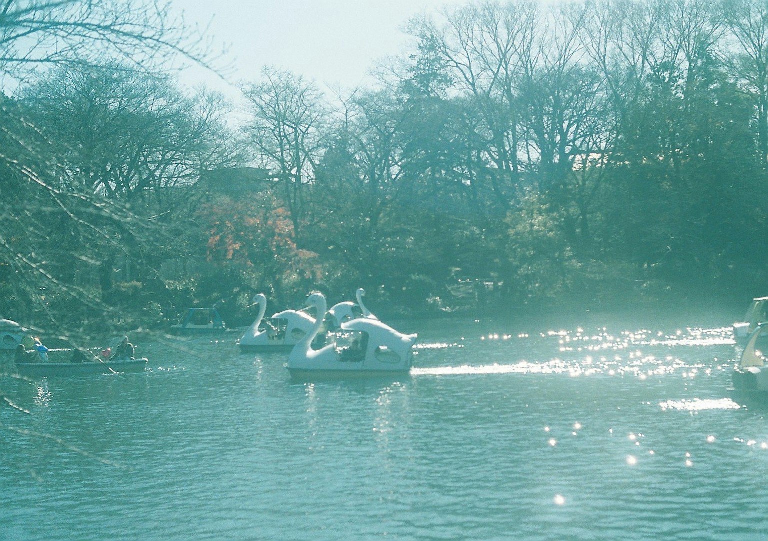Serene lake scene with swan boats floating