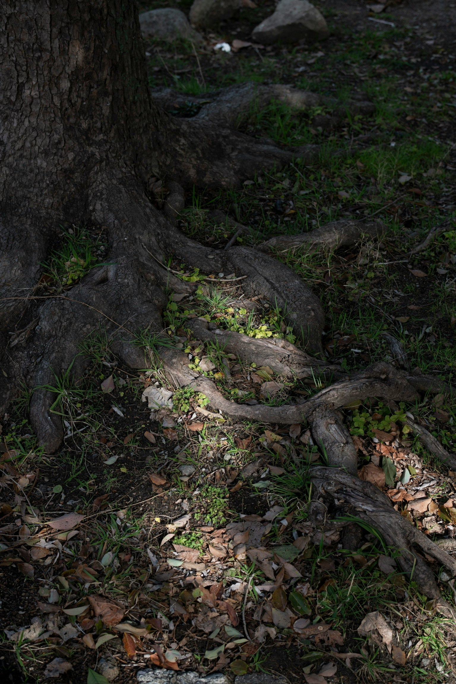 Waldschatten am Boden mit umgestürzten Baumwurzeln und Laub