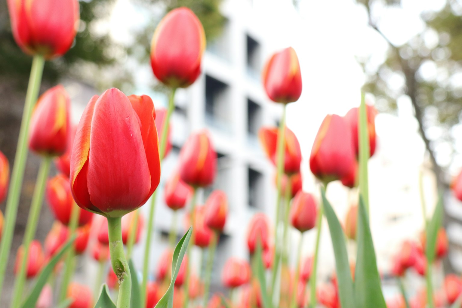 Campo de tulipanes rojos con un edificio borroso al fondo