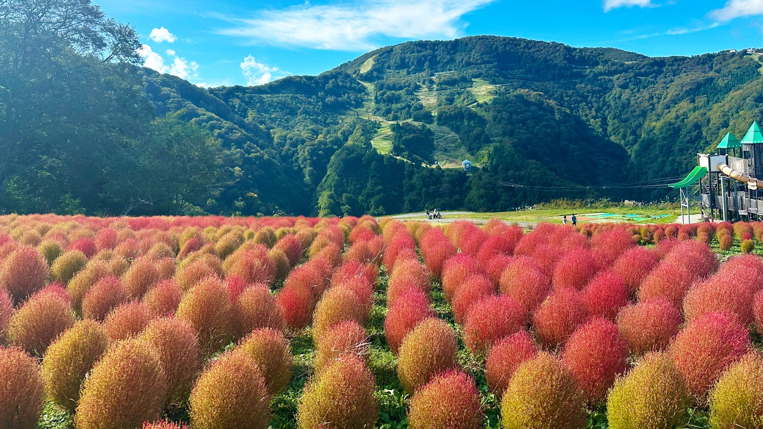 色彩繽紛的科基亞田野與藍天和山脈