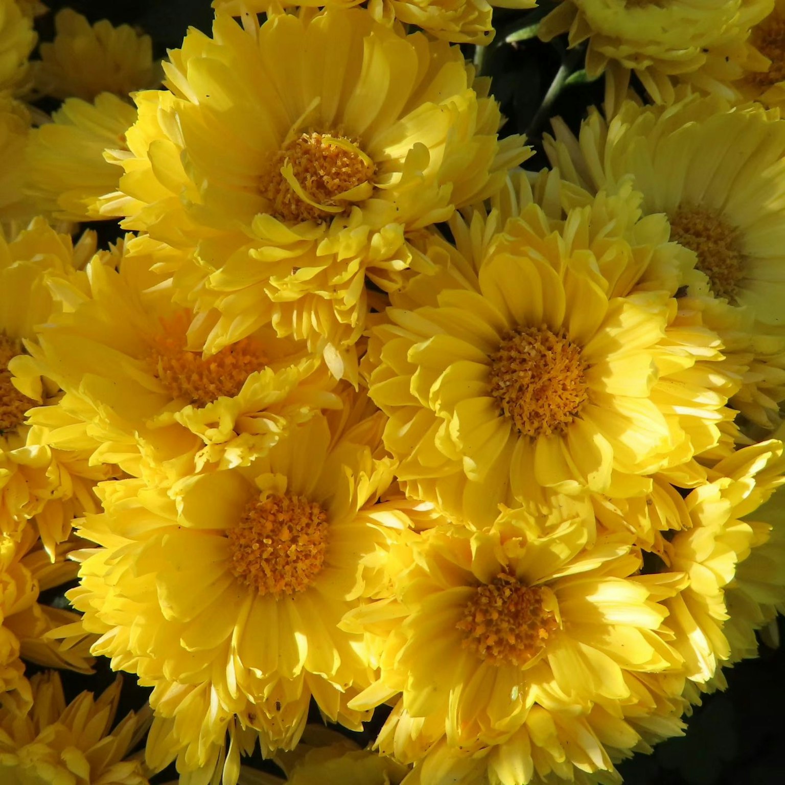 Fiori gialli brillanti raggruppati