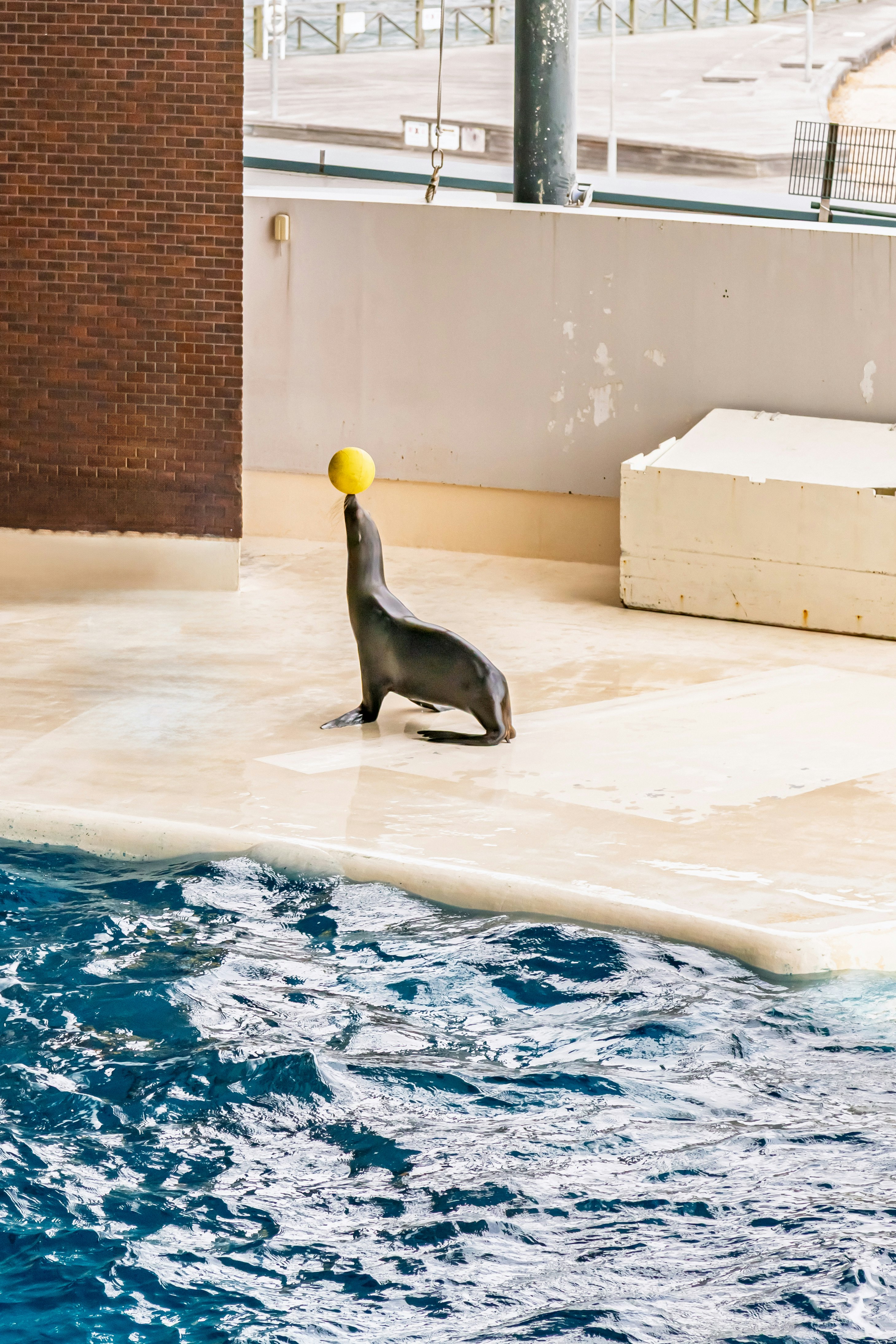 屋内の水槽前でアザラシが休む様子