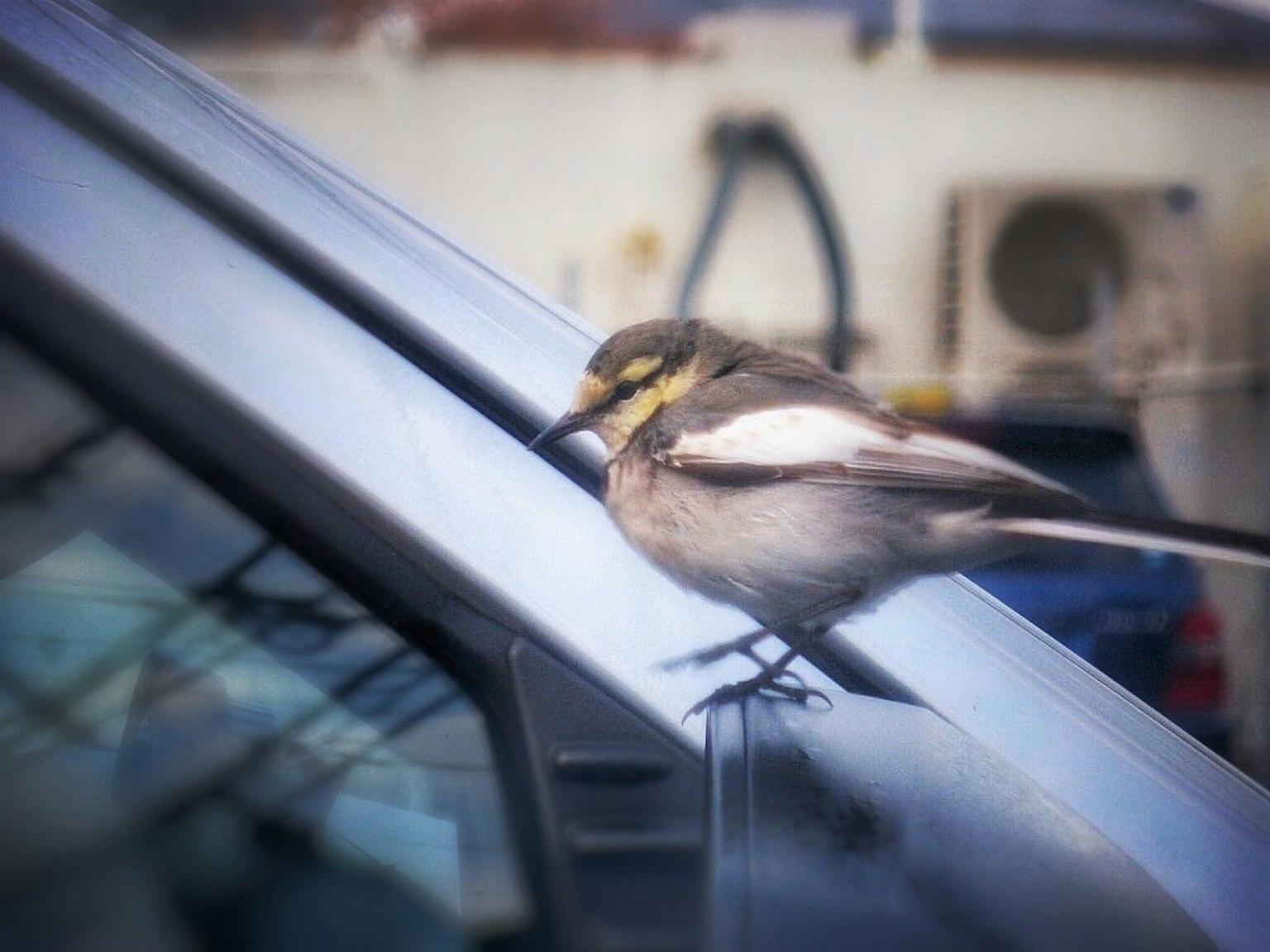 小鸟栖息在汽车窗户上的特写照片