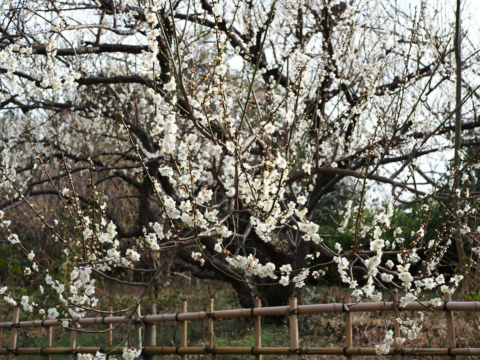 Ein blühender Pflaumenbaum mit weißen Blüten und einem Bambuszaun