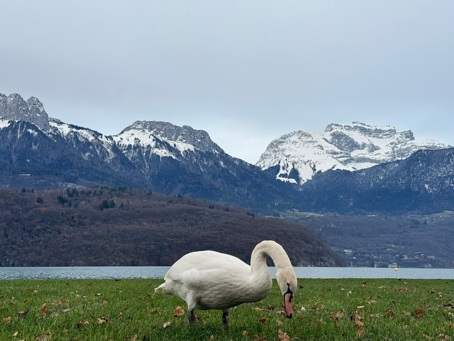 白鳥が草原で食事をしている背景に雪をかぶった山々が広がる風景