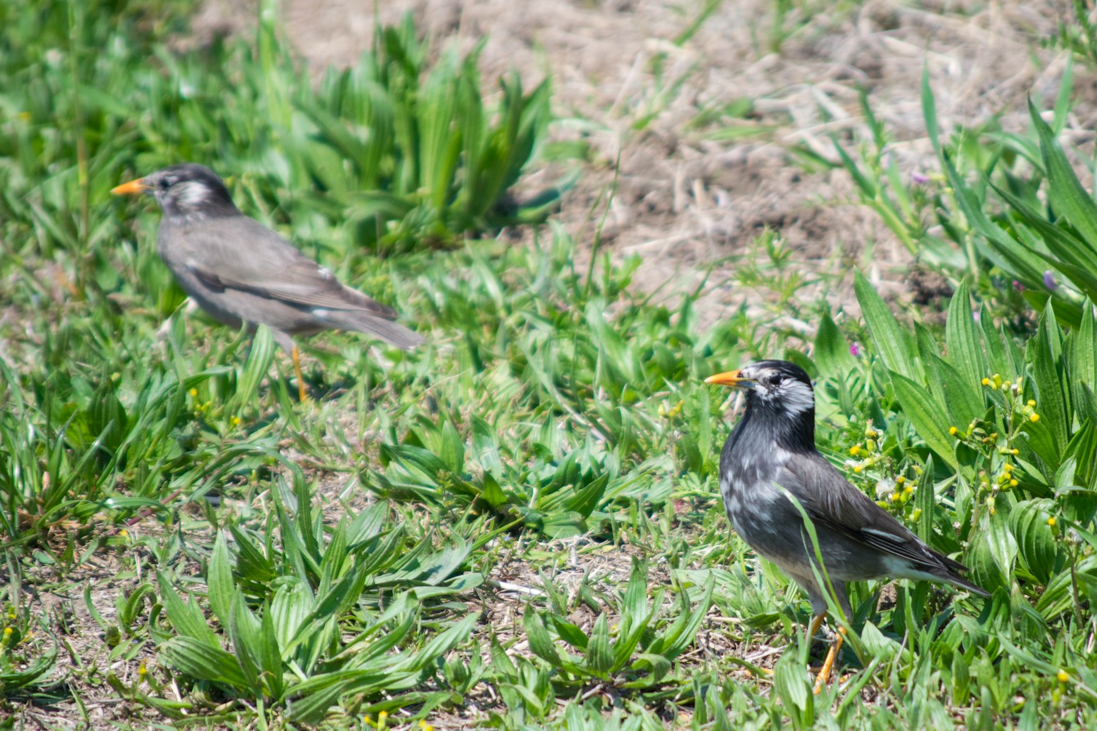 Two small birds standing among green grass