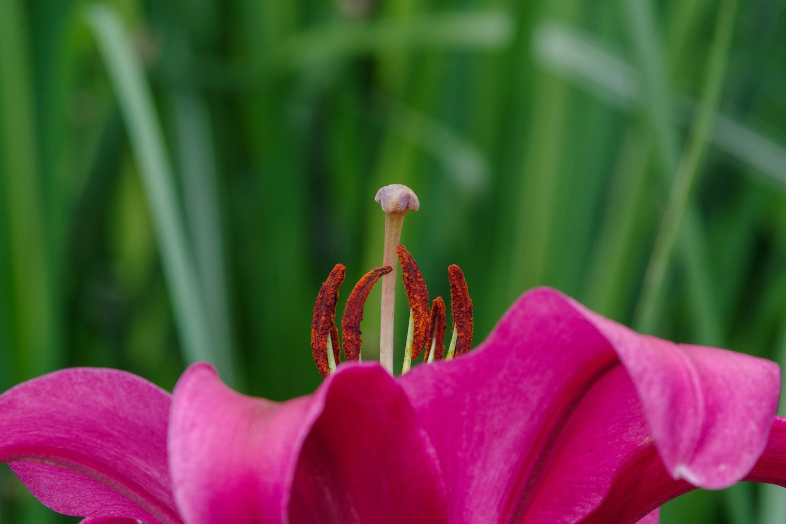 Acercamiento de una flor de lirio rosa vibrante mostrando los estambres y el pistilo
