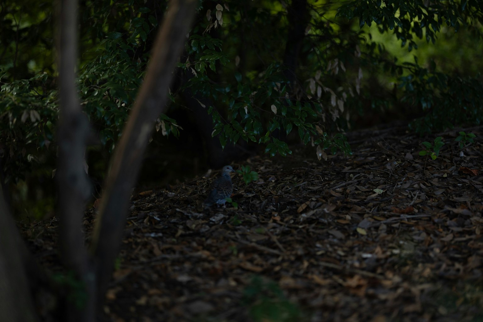 A small animal partially hidden in a dark forest with foliage and leaves
