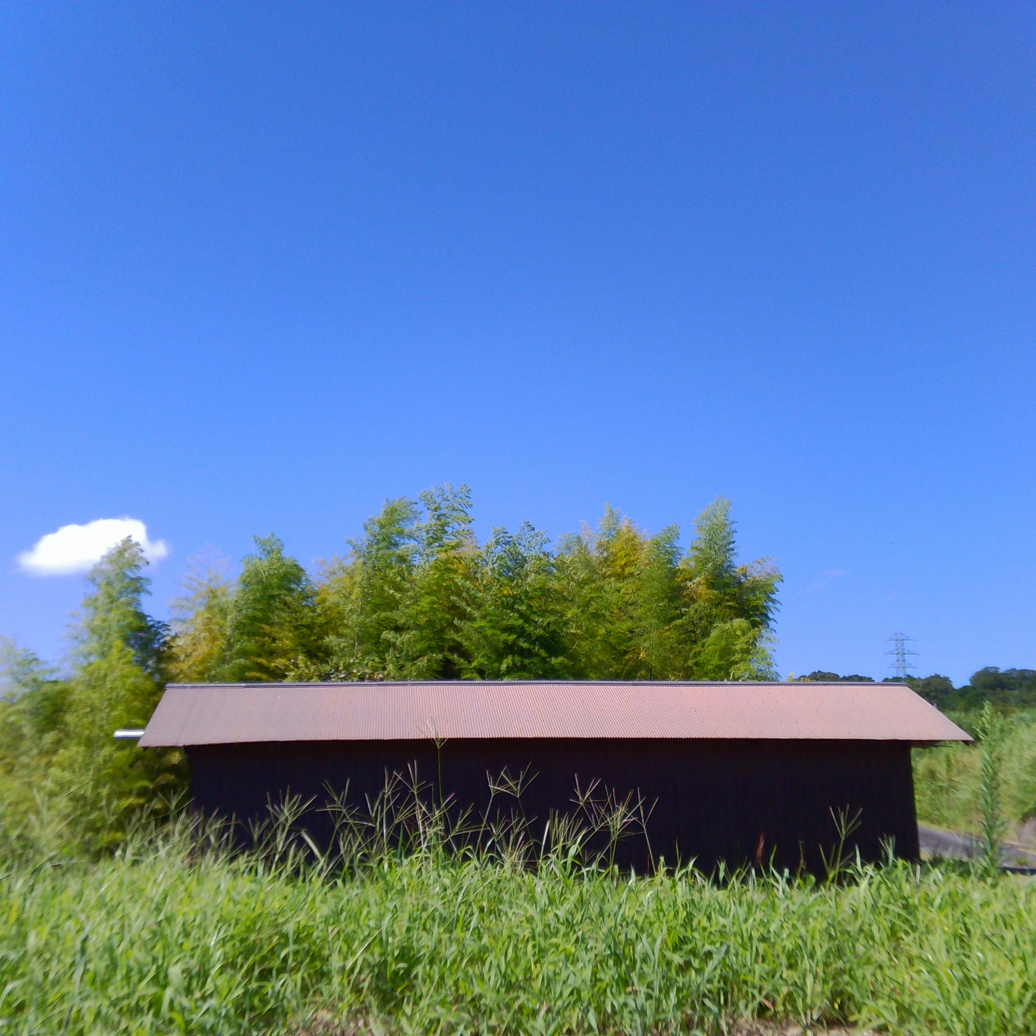 petit abri noir dans une herbe haute sous un ciel bleu