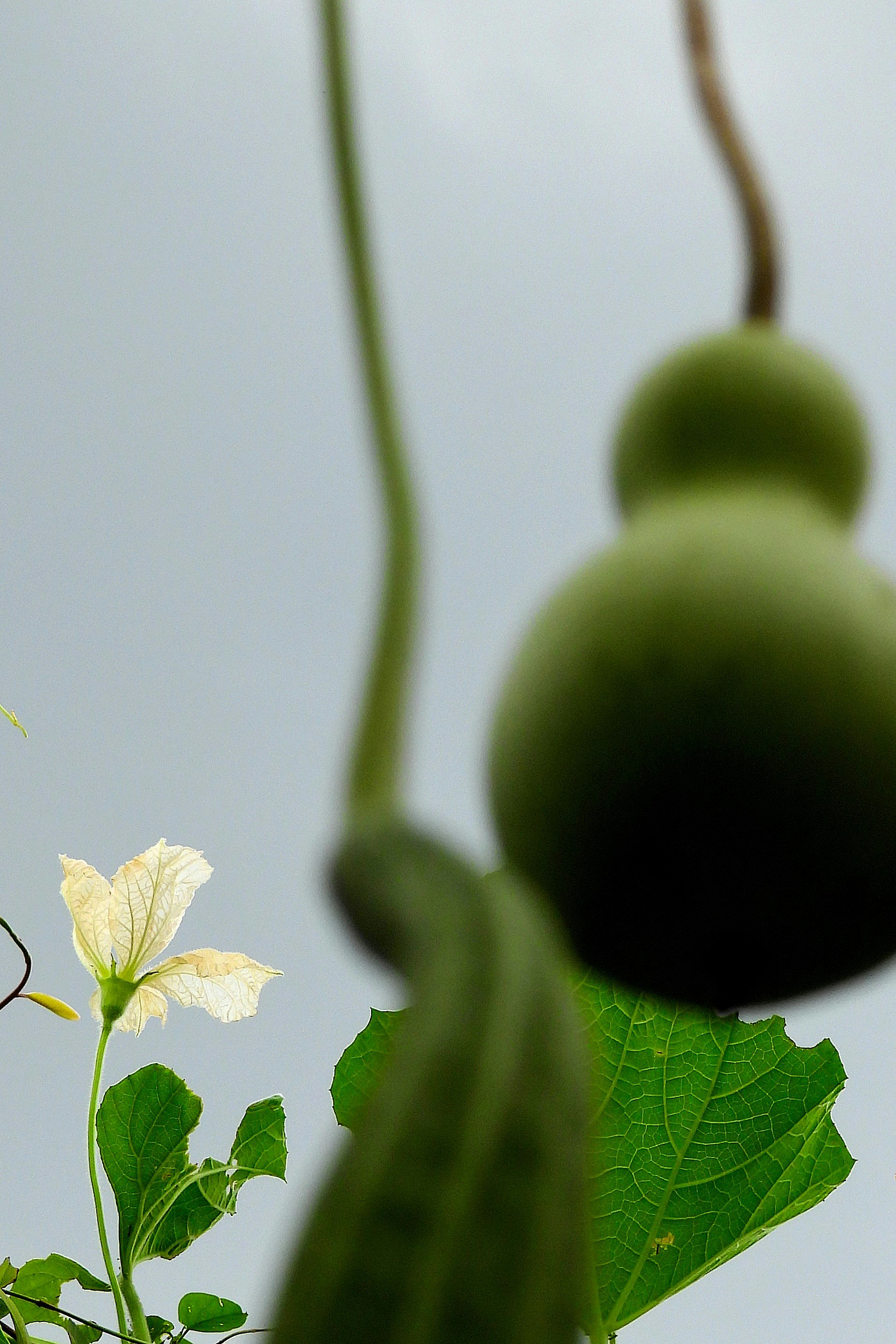 ヒョウタンの花と実のある植物園の草花