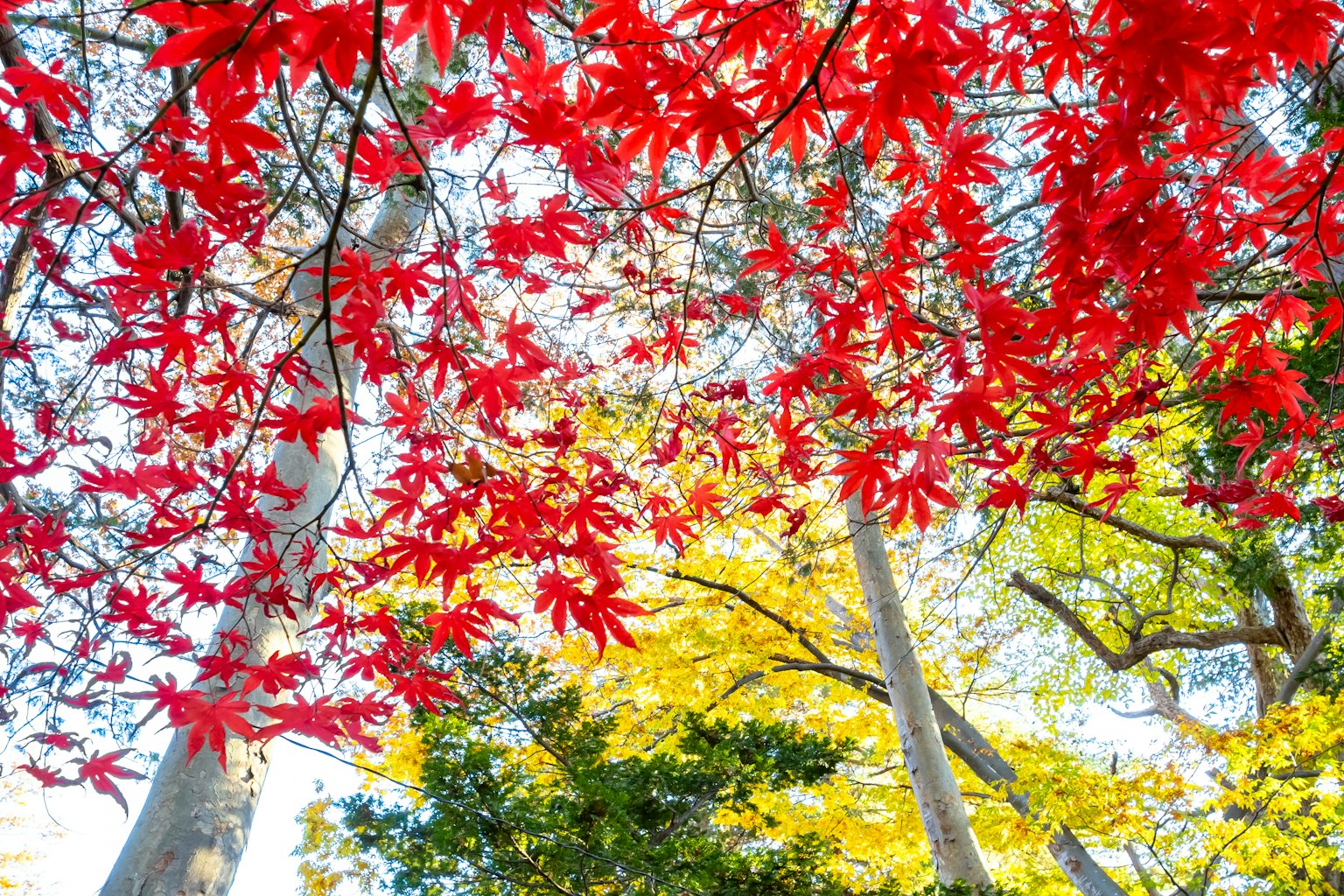 色彩斑斓的秋天場景，紅色和黃色的樹葉交錯
