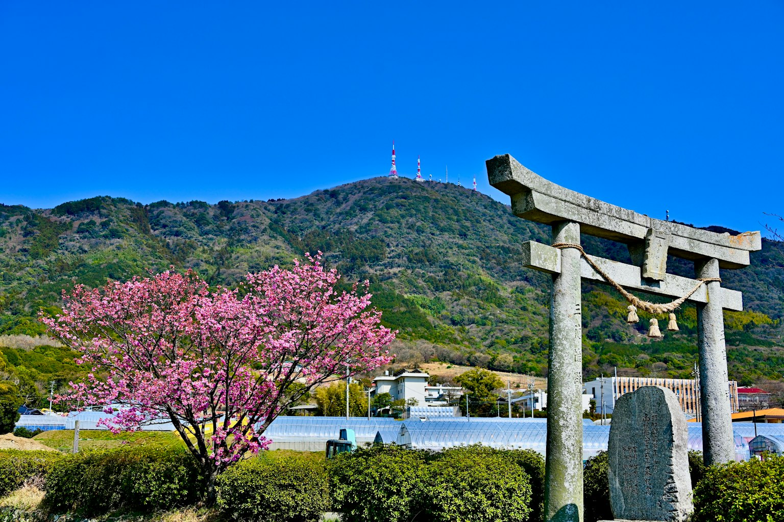 ทิวทัศน์ที่สวยงามมีต้นซากุระและประตูโทริอิกับภูเขาและท้องฟ้าสีฟ้า