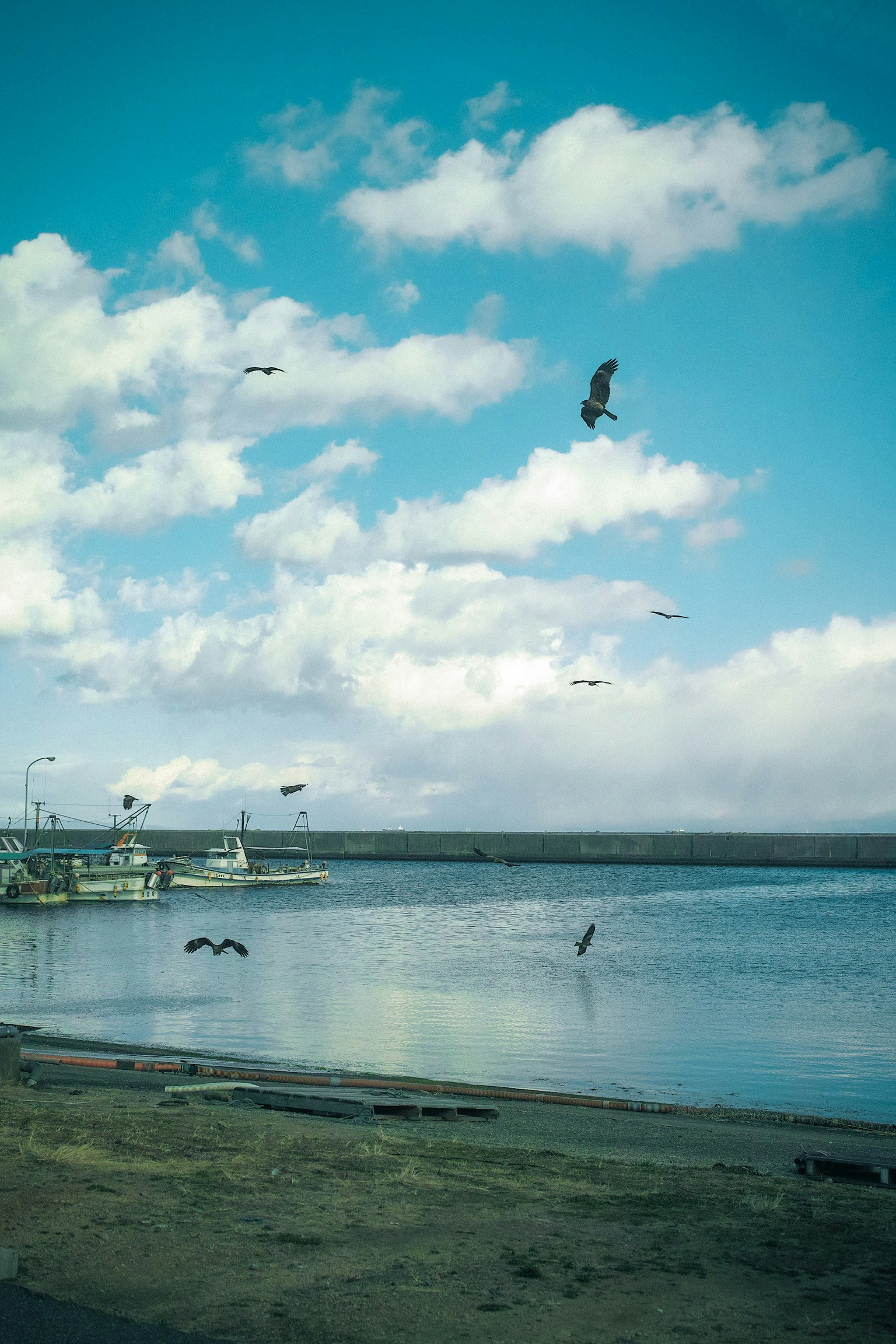 海辺の水面と空を飛ぶ鳥のある風景