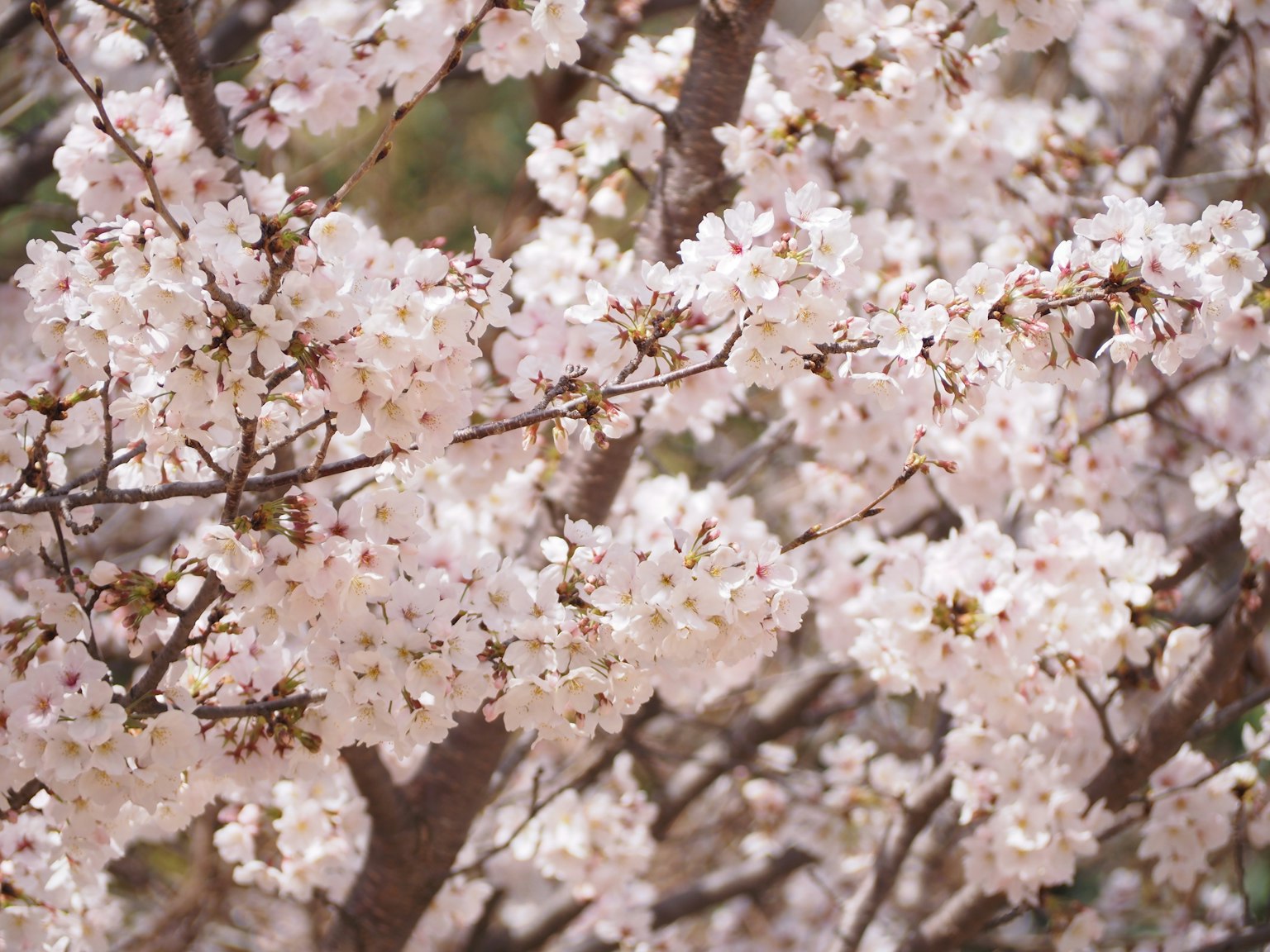 Close-up cabang bunga sakura