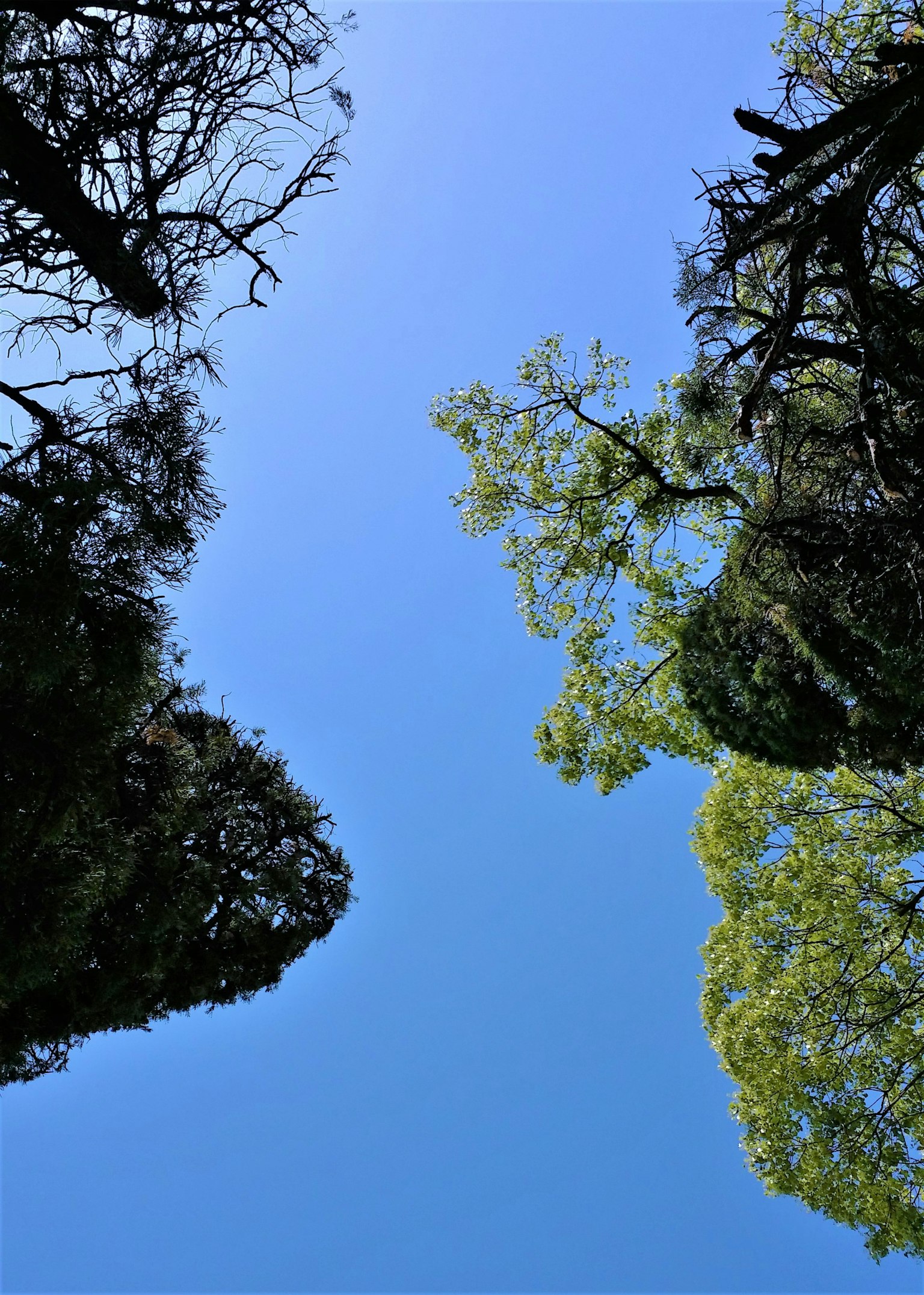 Blick auf den blauen Himmel, eingerahmt von grünen Bäumen von unten