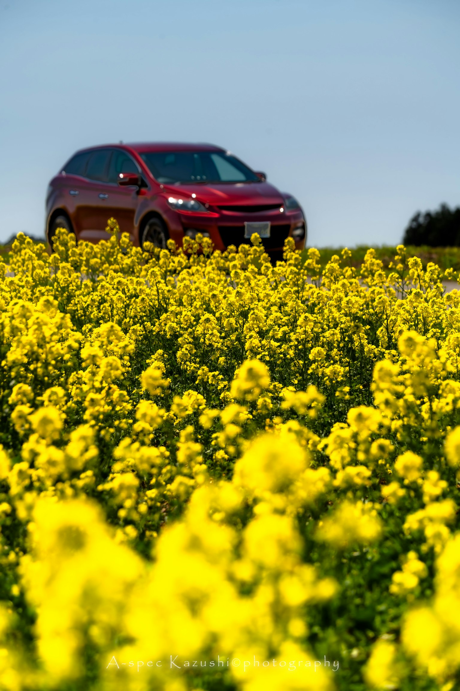 Red car in a yellow flower field