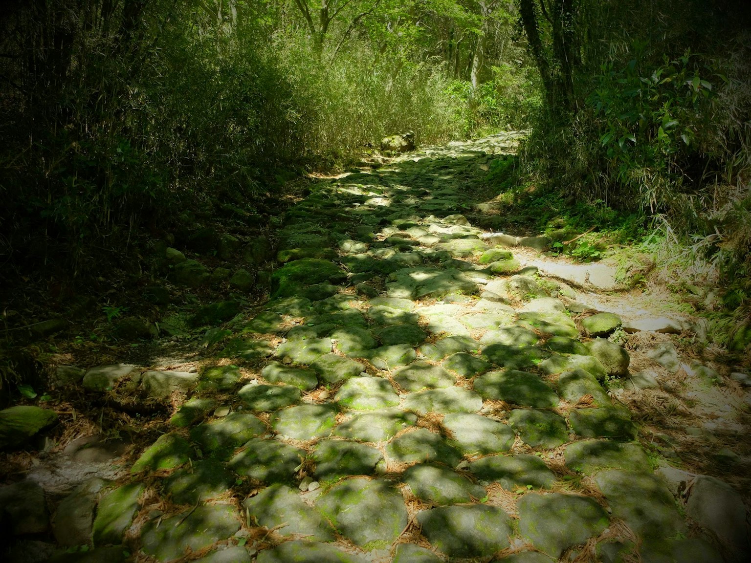 安静的小路，绿植和阴影