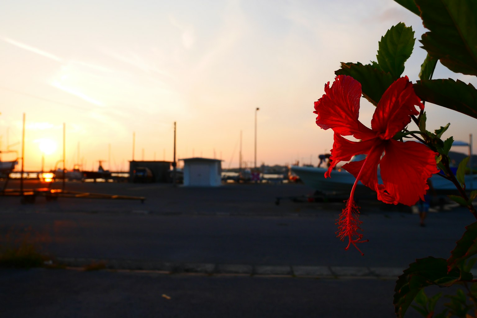 Fiore di ibisco rosso in primo piano con tramonto e marina sullo sfondo