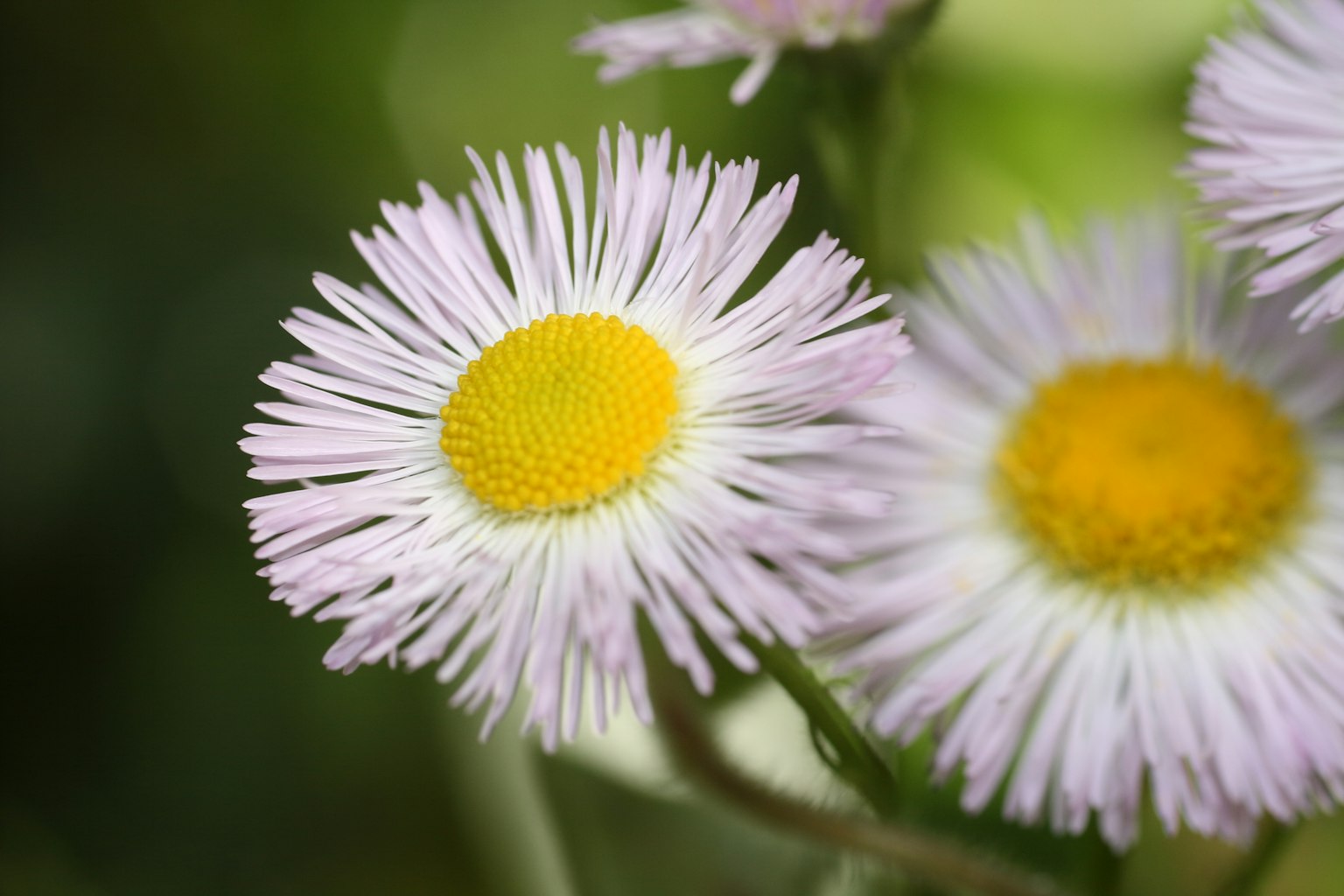 Nahaufnahme von Blumen mit hellvioletten Blütenblättern und gelbem Zentrum