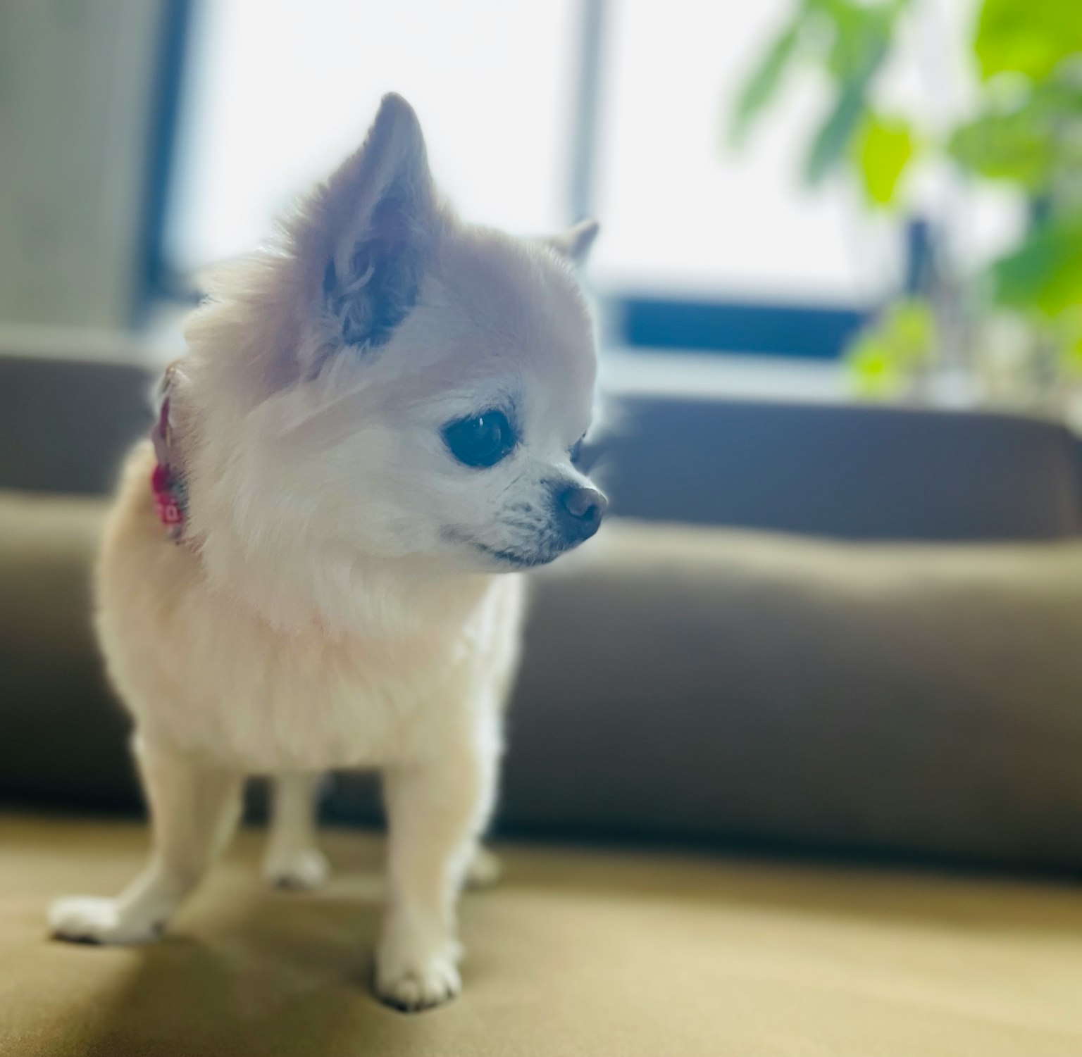 A brown and white Chihuahua standing in front of a sofa
