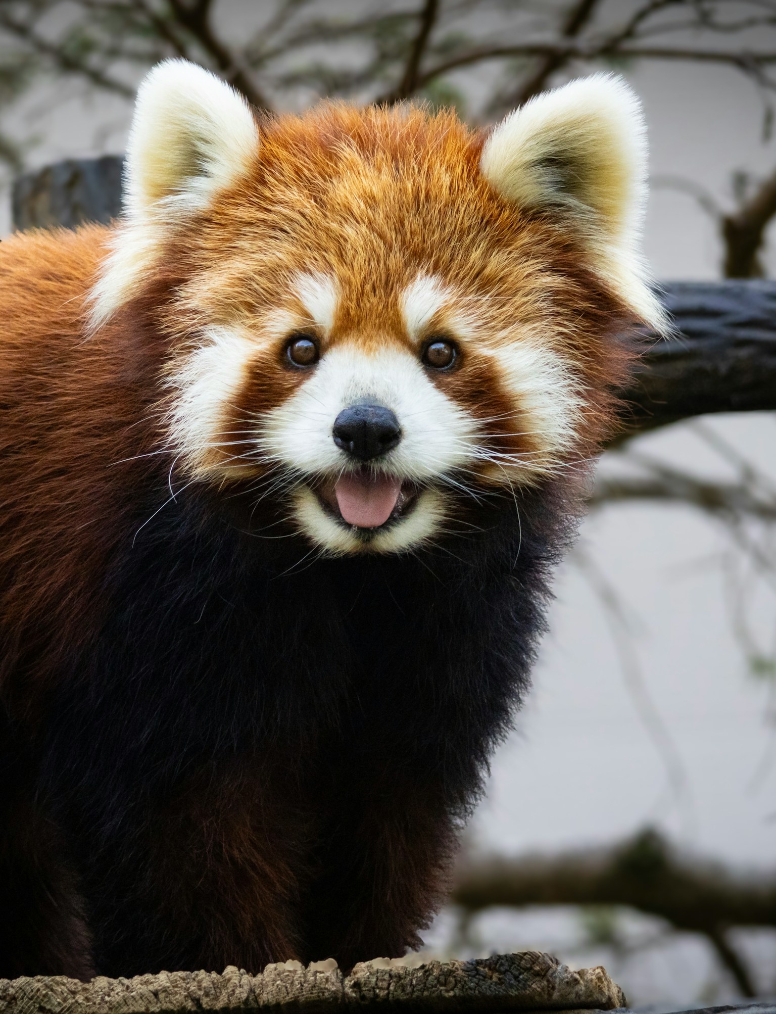 Roter Panda lächelt, während er auf einem Baumstamm steht