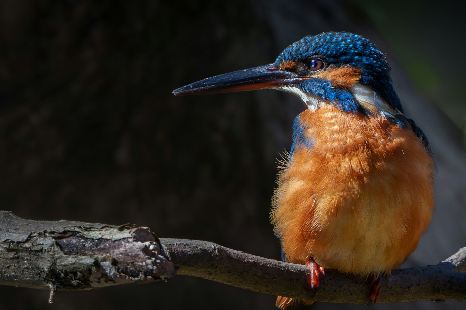 A kingfisher with blue feathers perched on a branch