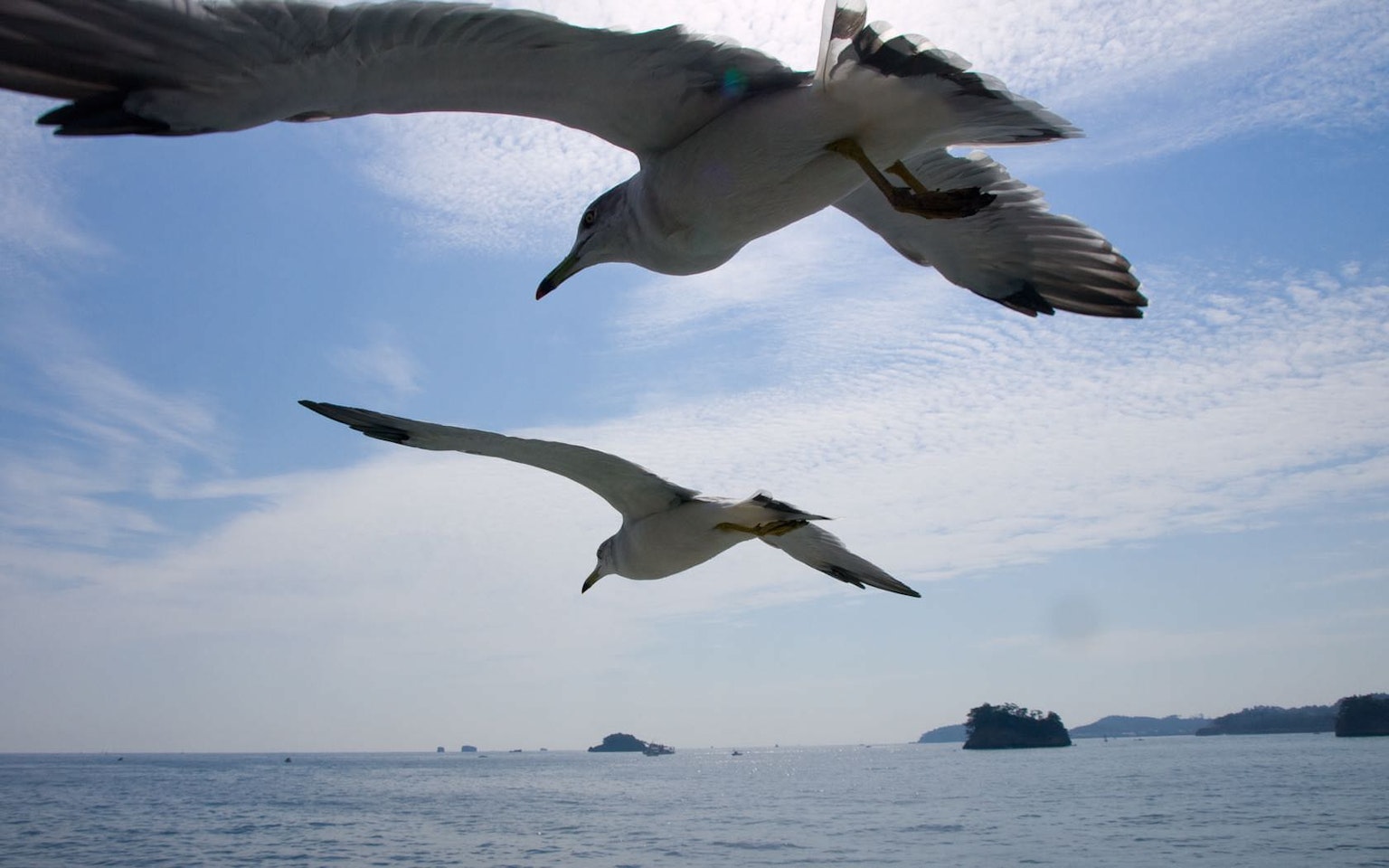 Zwei Möwen fliegen vor einem blauen Himmel mit Ozean und Inseln im Hintergrund