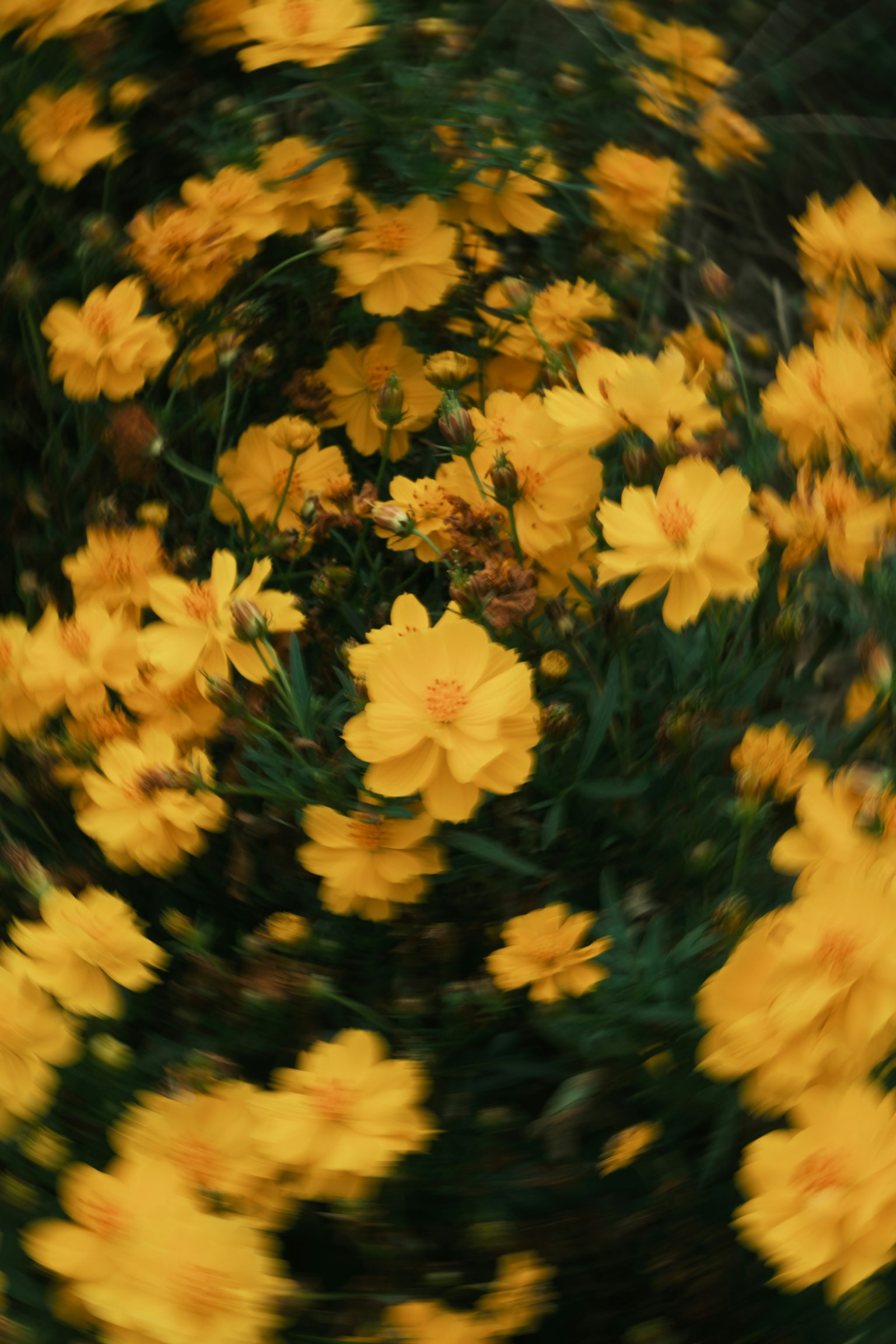 黄色い花が咲いているぼやけた風景