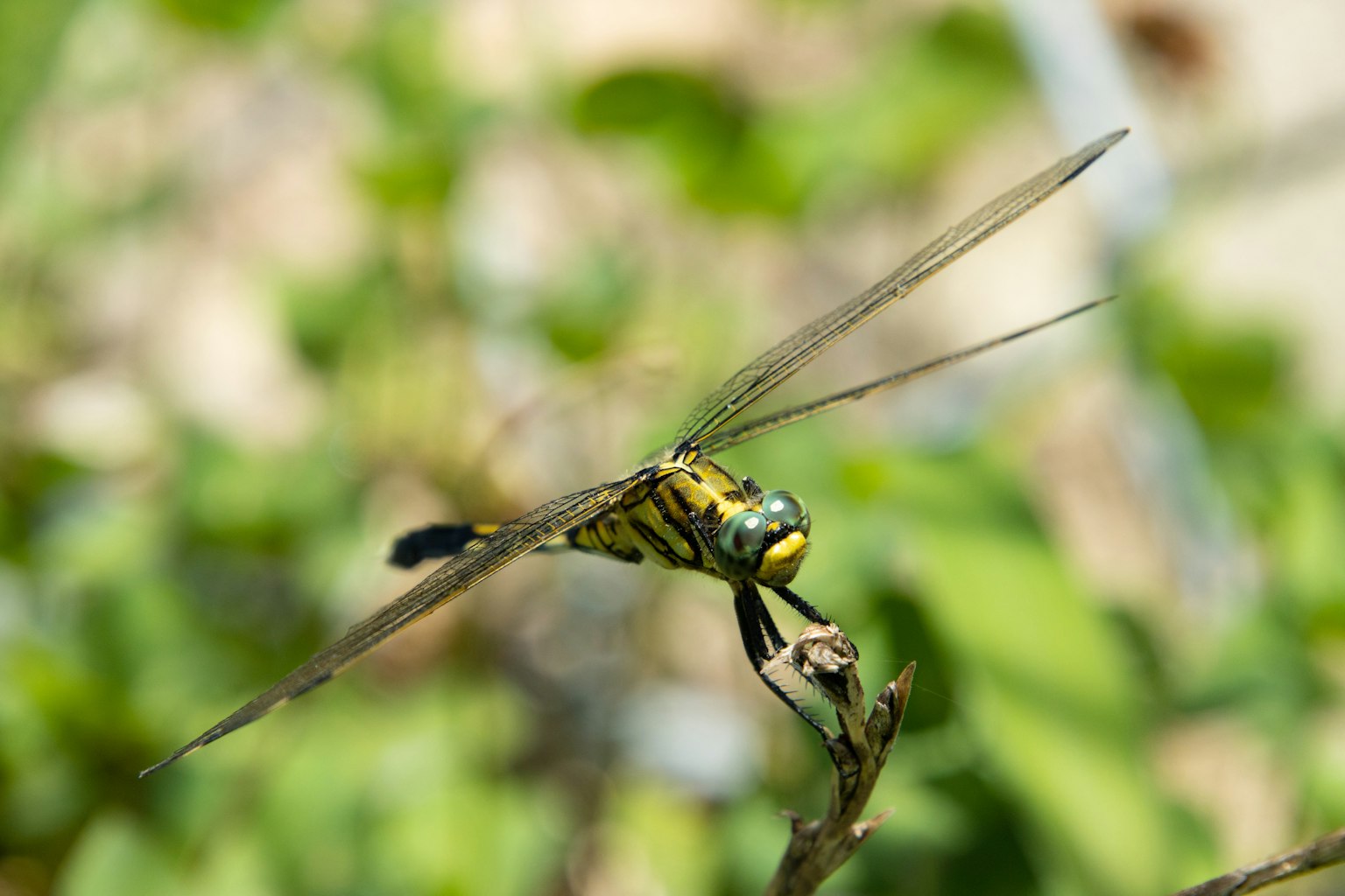 Libellula verde appollaiata su una foglia