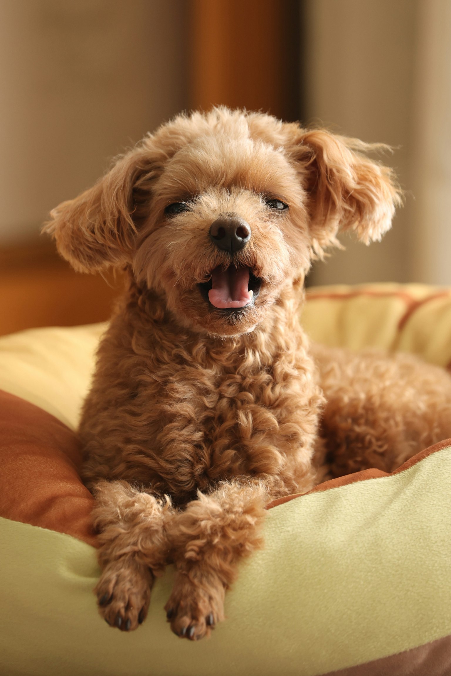 Poodle coklat bersantai di atas bantal