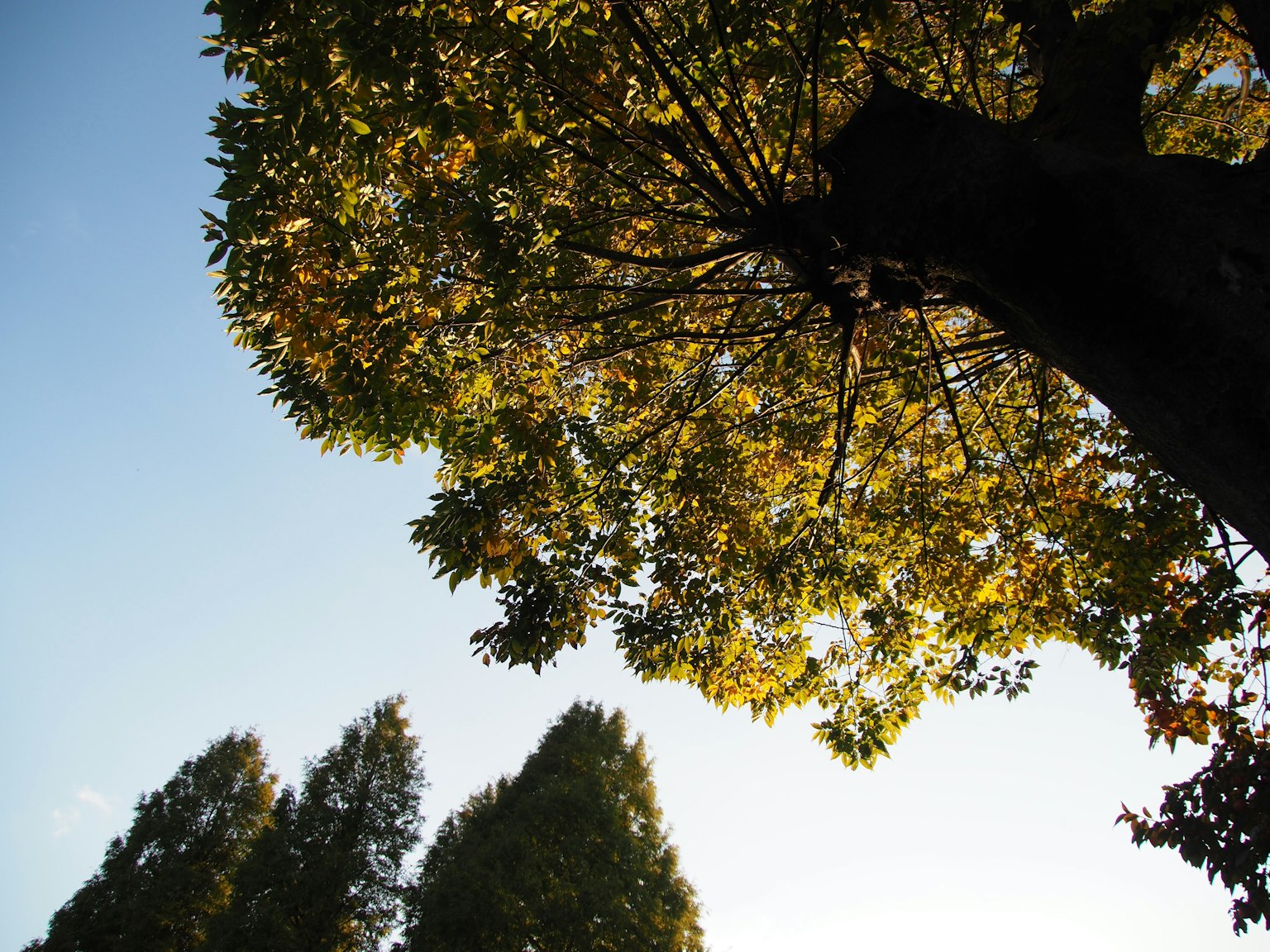 Vista de la parte superior de un árbol con hojas amarillas bajo un cielo azul