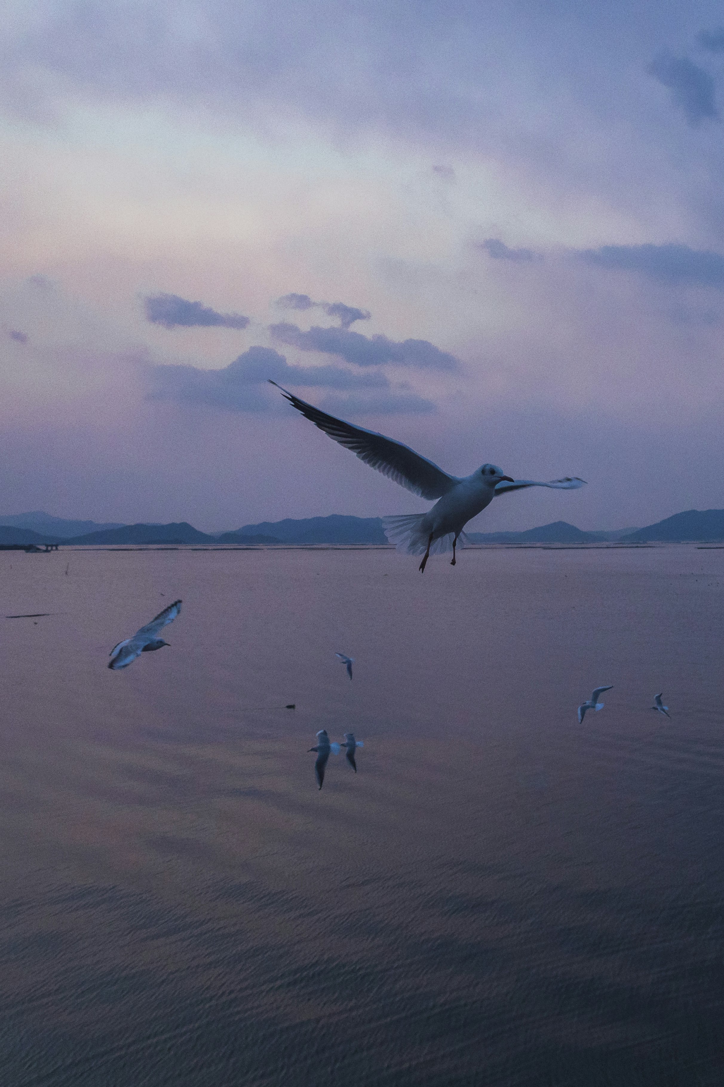 夕暮れの海辺で飛ぶカモメと波打ち際の人々