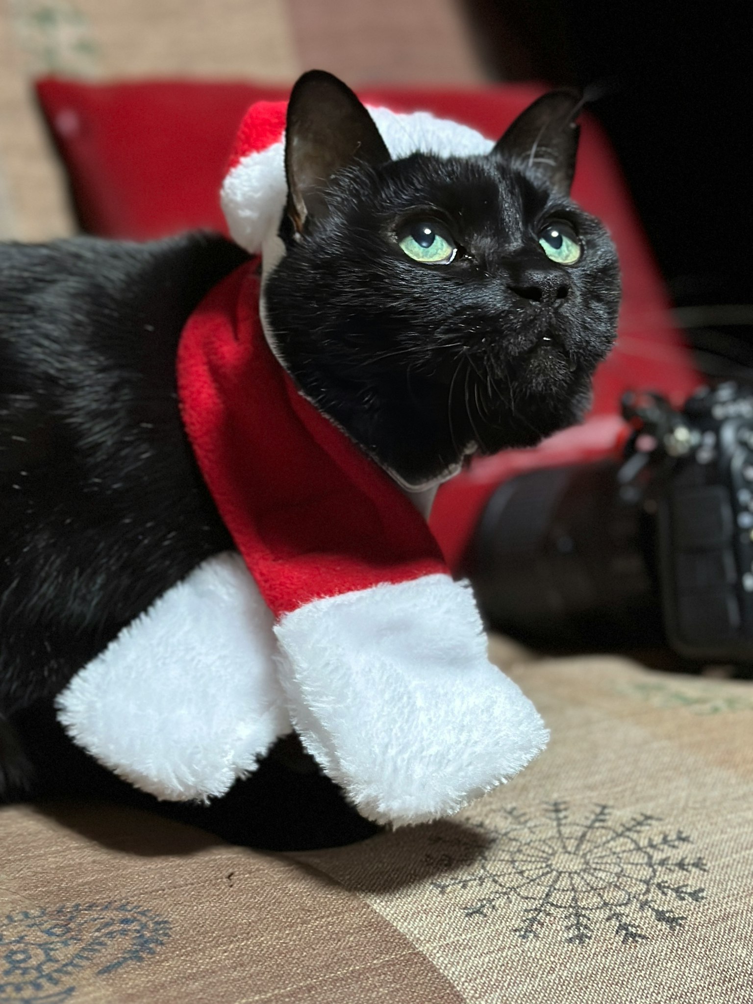 Gatto nero con cappello di Natale e sciarpa che guarda in alto