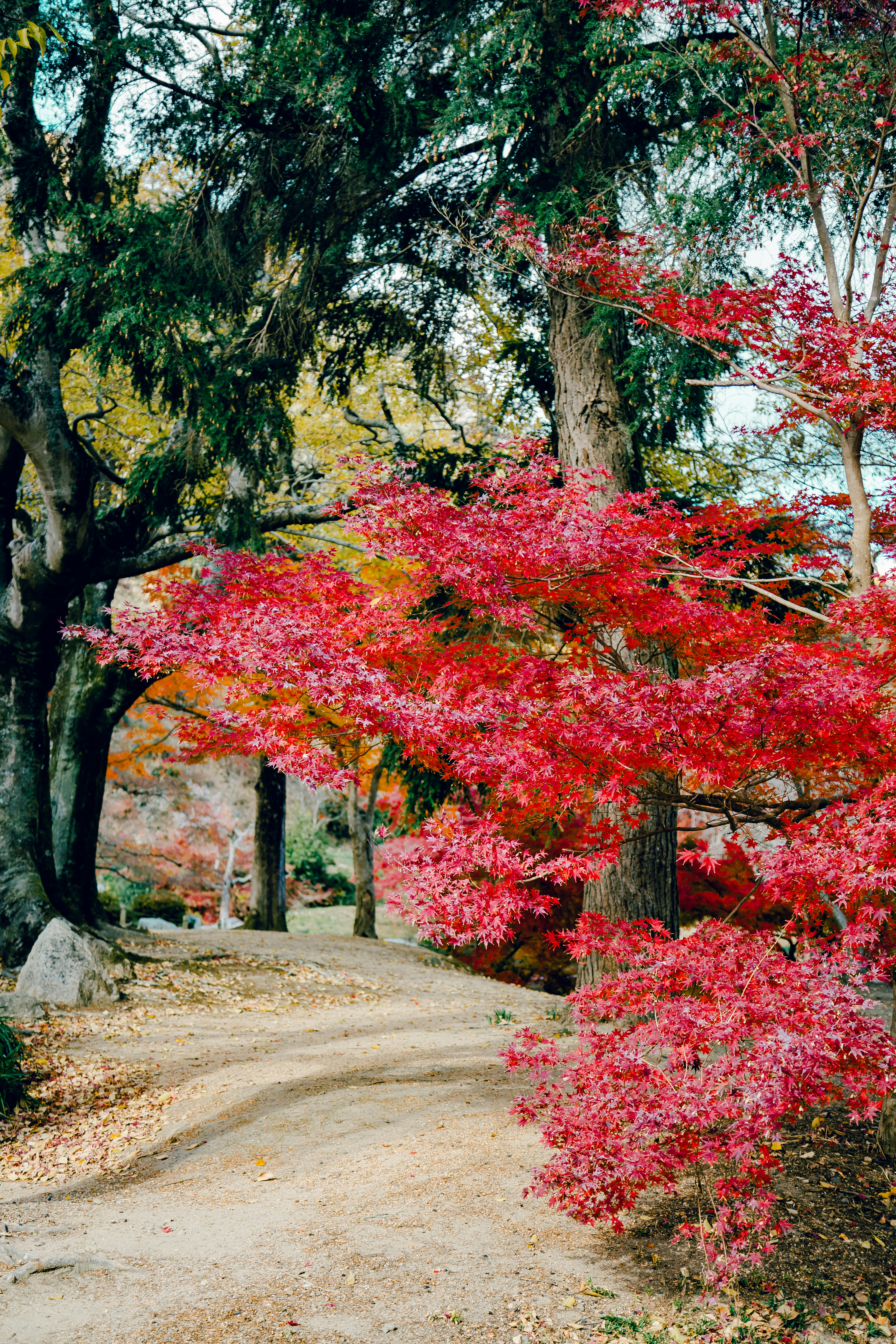 紅葉の並木道と苔むす石畳の小径