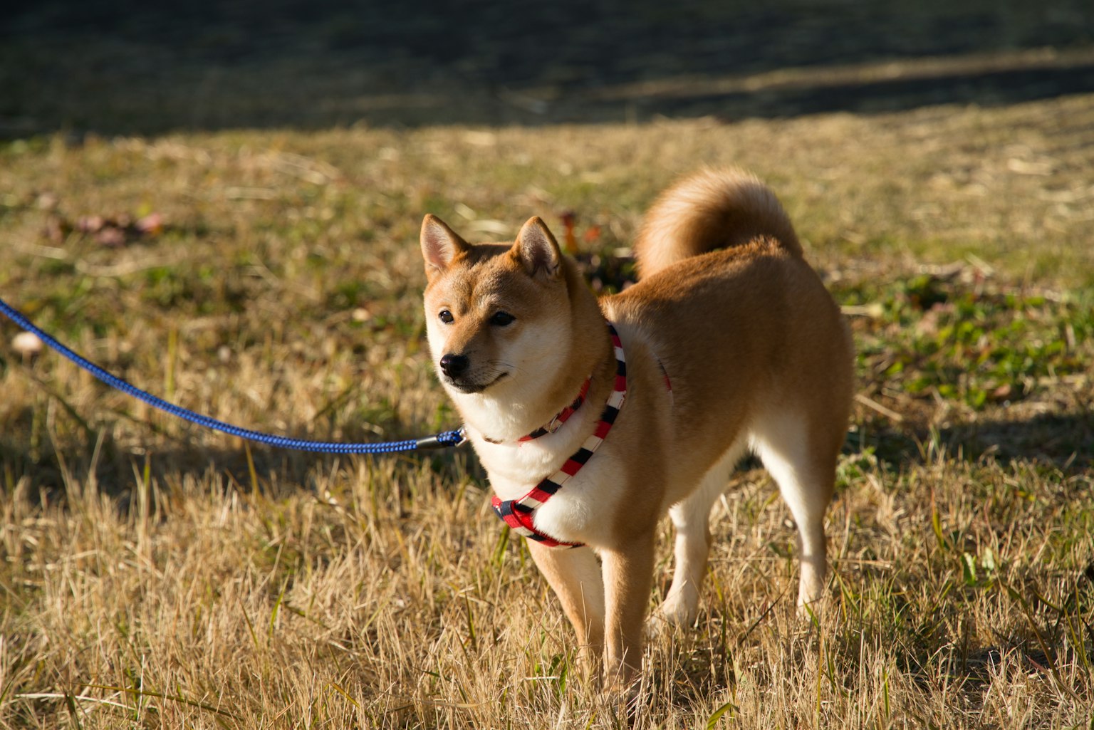 Shiba Inu al guinzaglio in un campo erboso