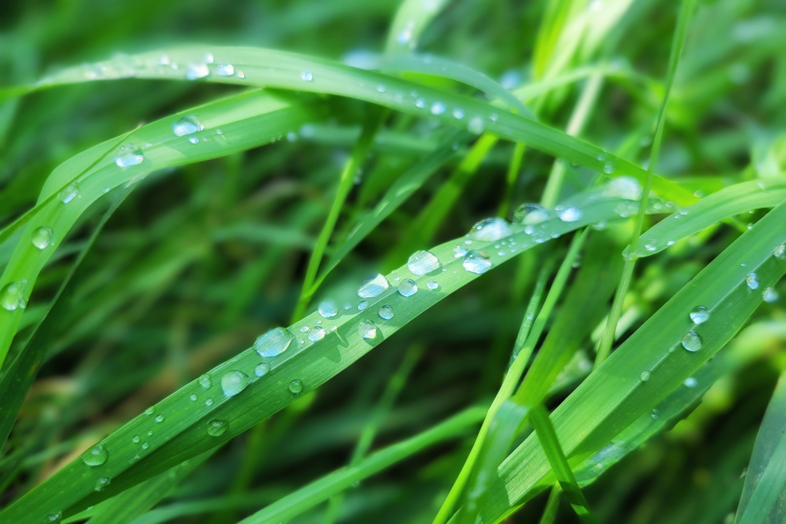 露水滴落在綠色草葉上的特寫