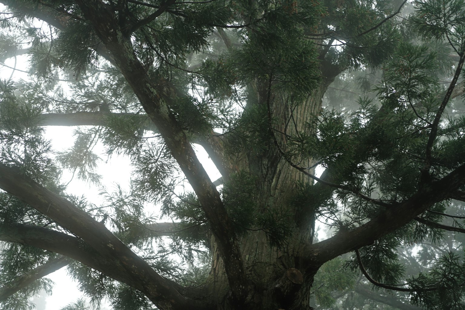 Vista dal basso di un grande albero con rami e foglie avvolti nella nebbia