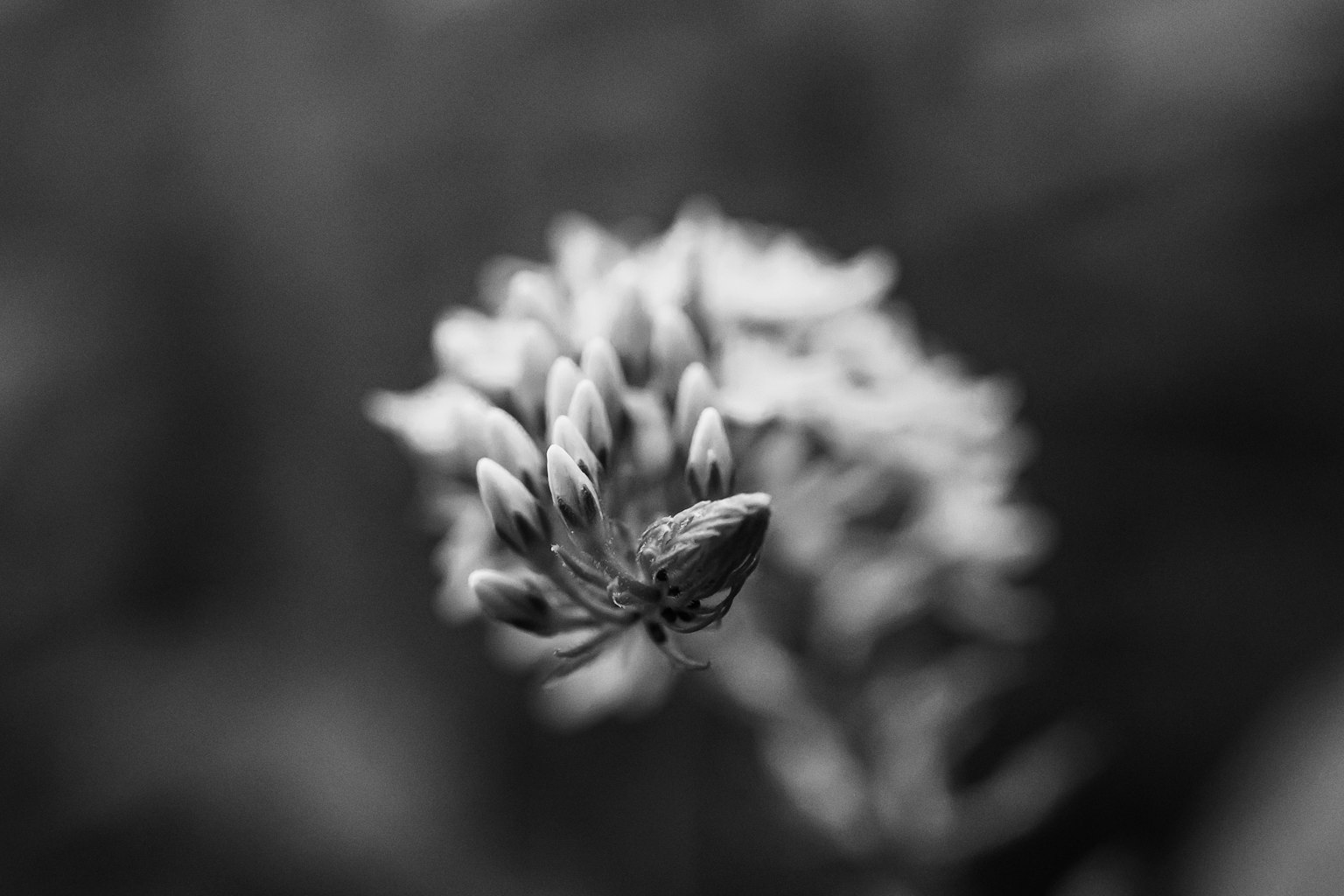 Primo piano di un bocciolo di fiore in bianco e nero che evidenzia dettagli intricati