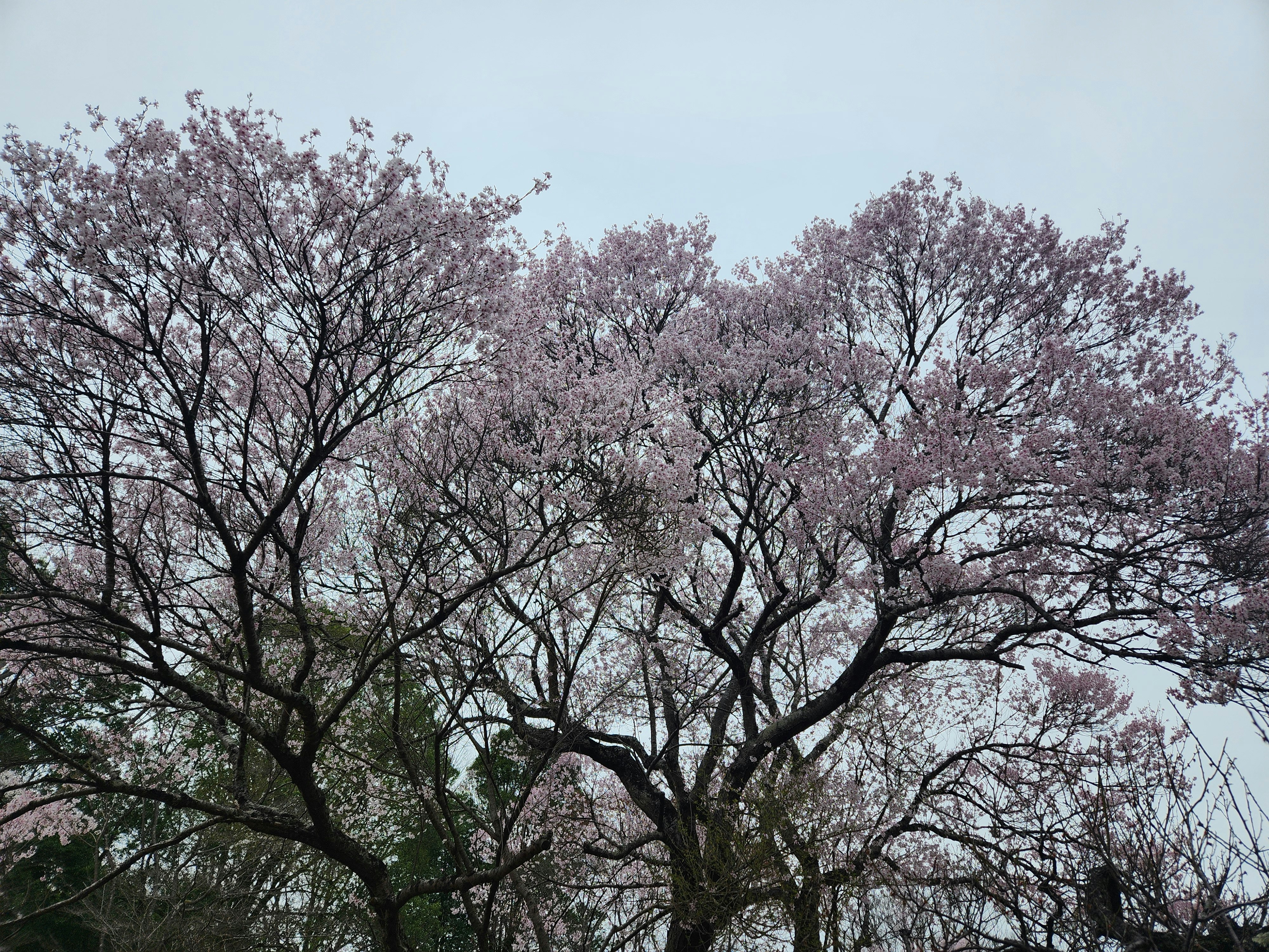 桜の並木に咲く春の花の風景